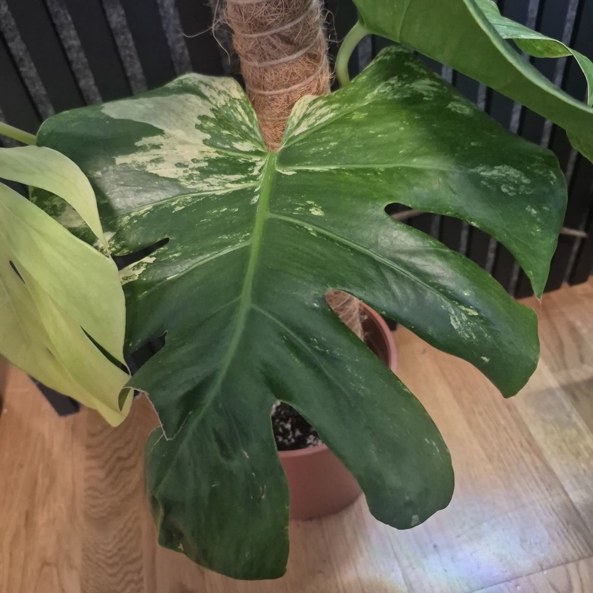 Monstera Mint large form – ej TC-planta