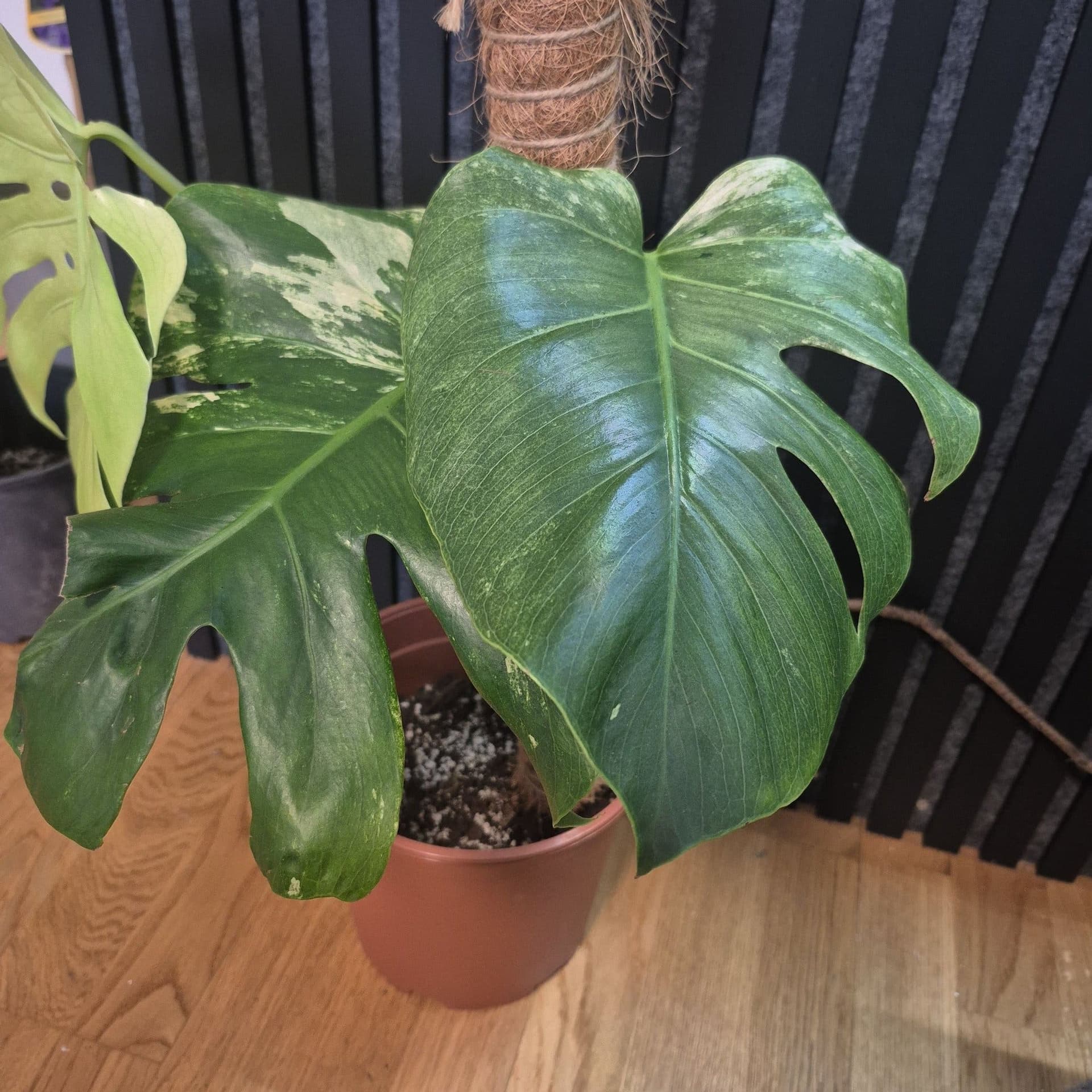 Monstera Mint large form – ej TC-planta