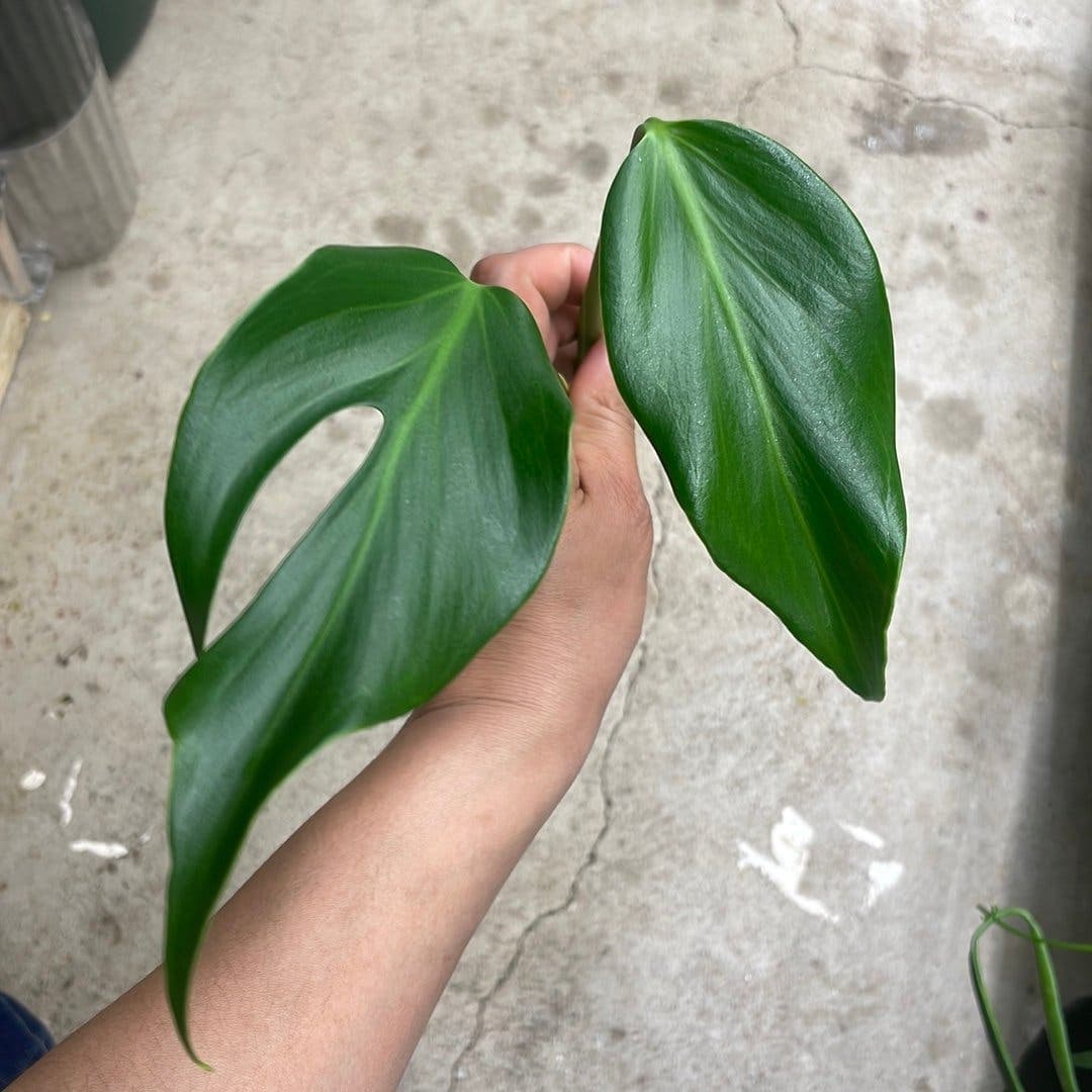 Monstera burle marx flame stickling