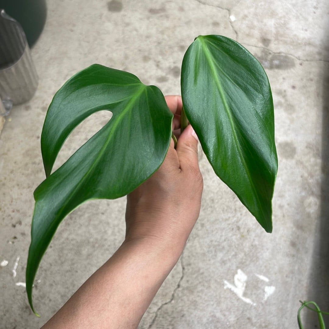 Monstera burle marx flame stickling