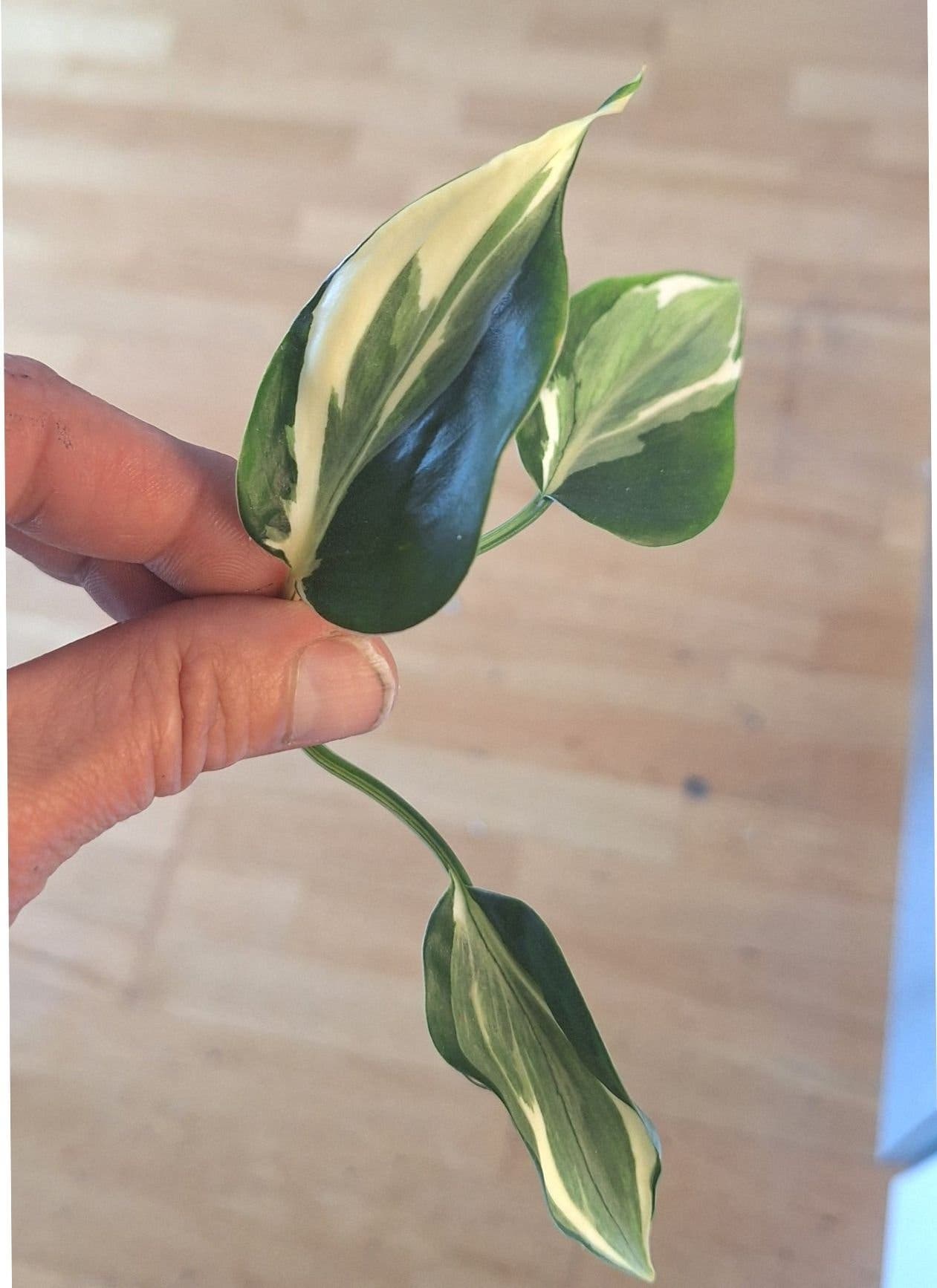 Philodendron Rio *ENDAST 30KR FRIMÄRKSFRAKT*