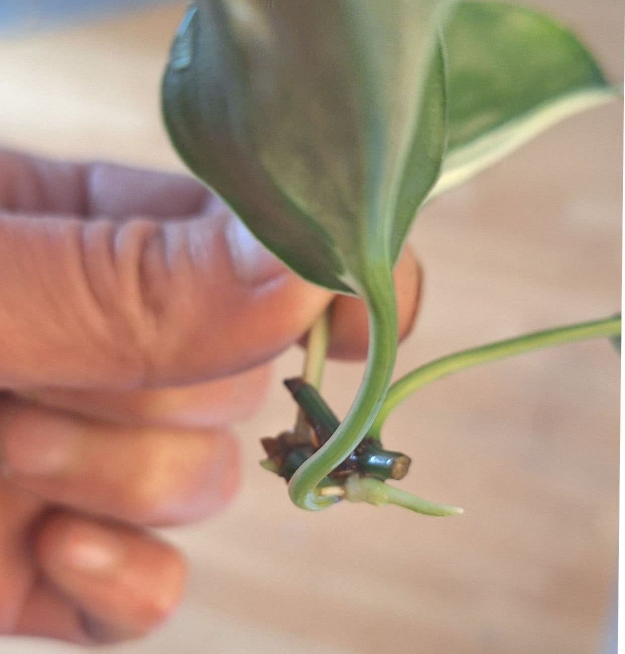 Philodendron Rio *ENDAST 30KR FRIMÄRKSFRAKT*