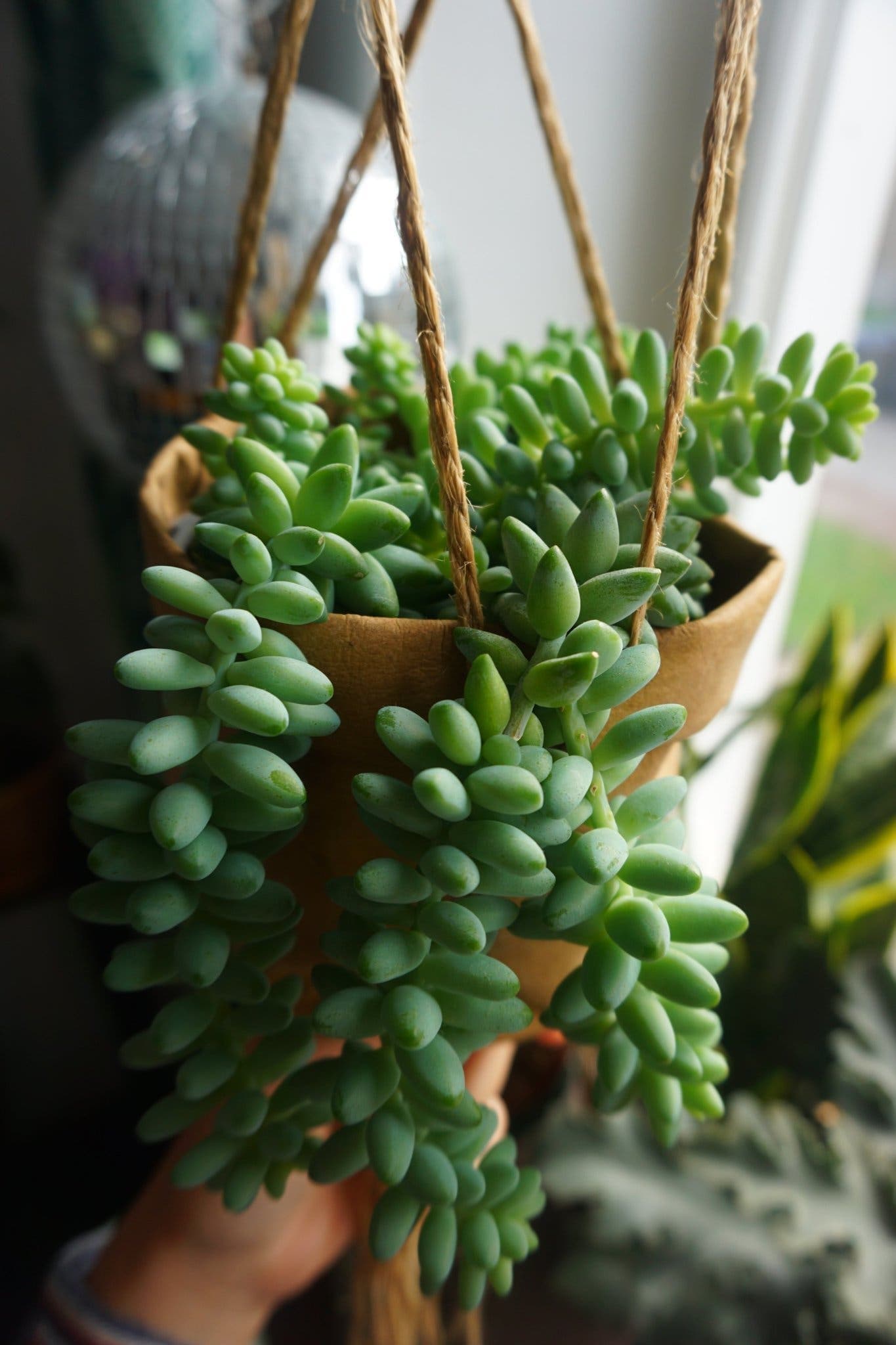 30 st Apsvans. Sedum morganianum 'Burrito'