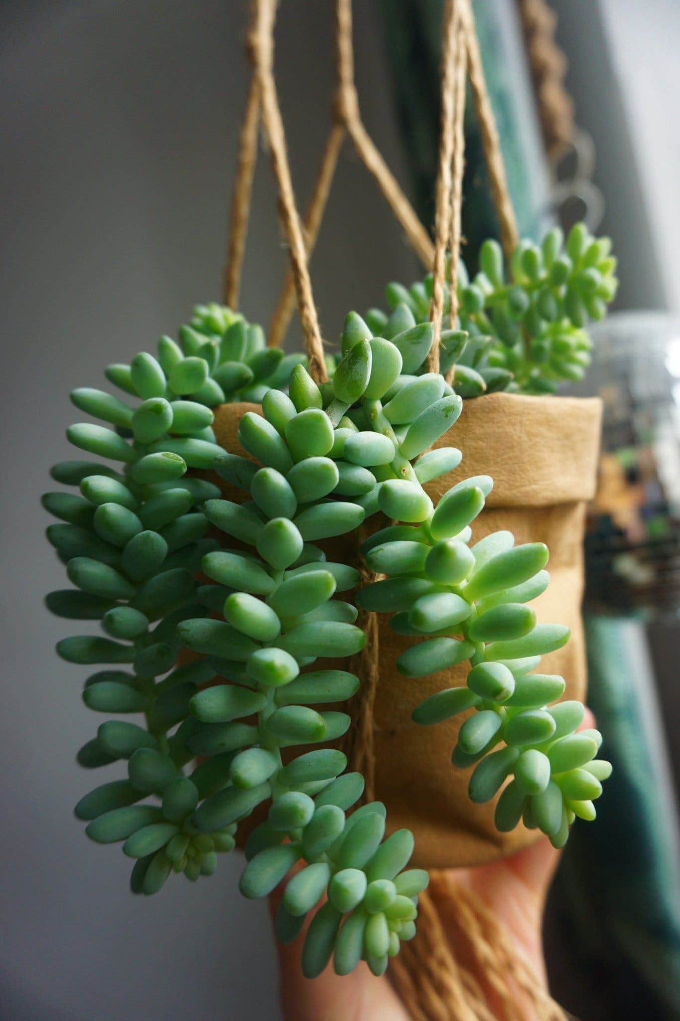 20 st Apsvans. Sedum morganianum 'Burrito'