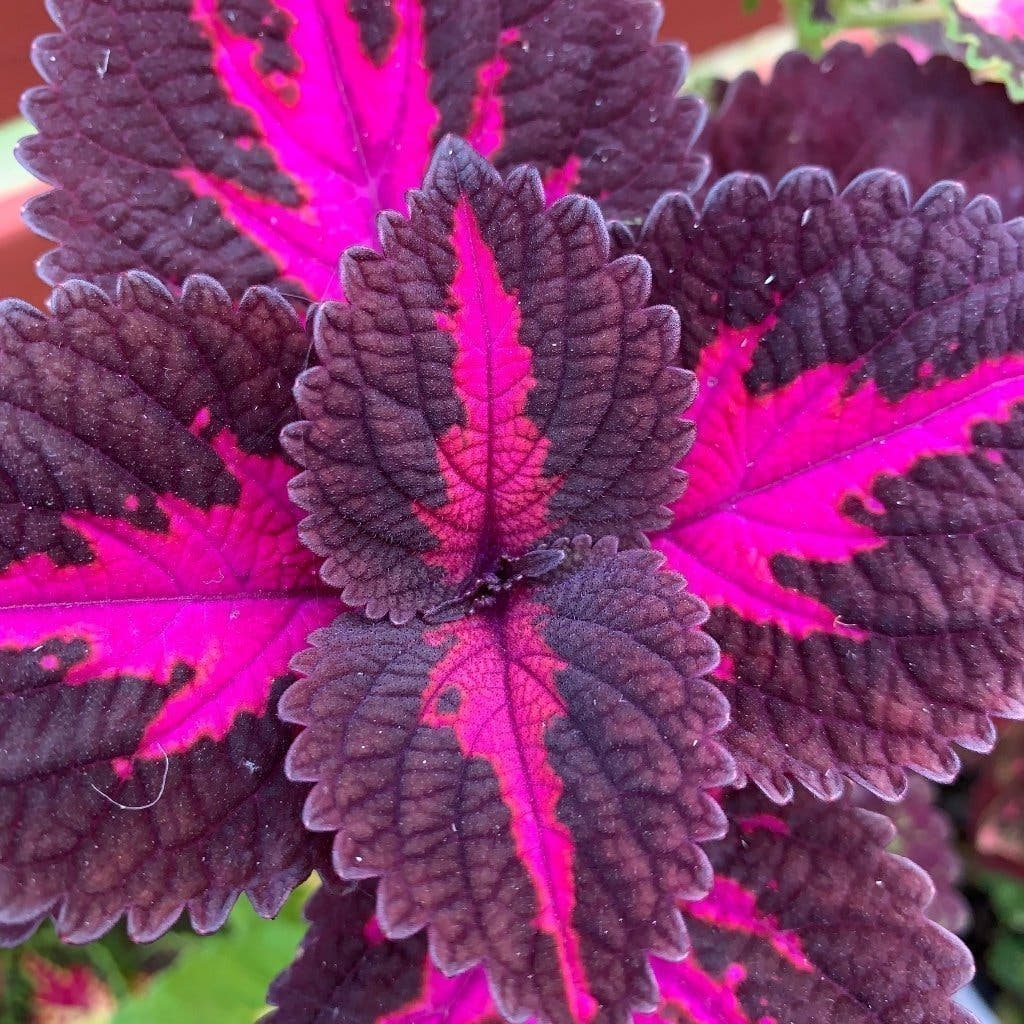 En stickling av Palettblad / Coleus ( China Rose )