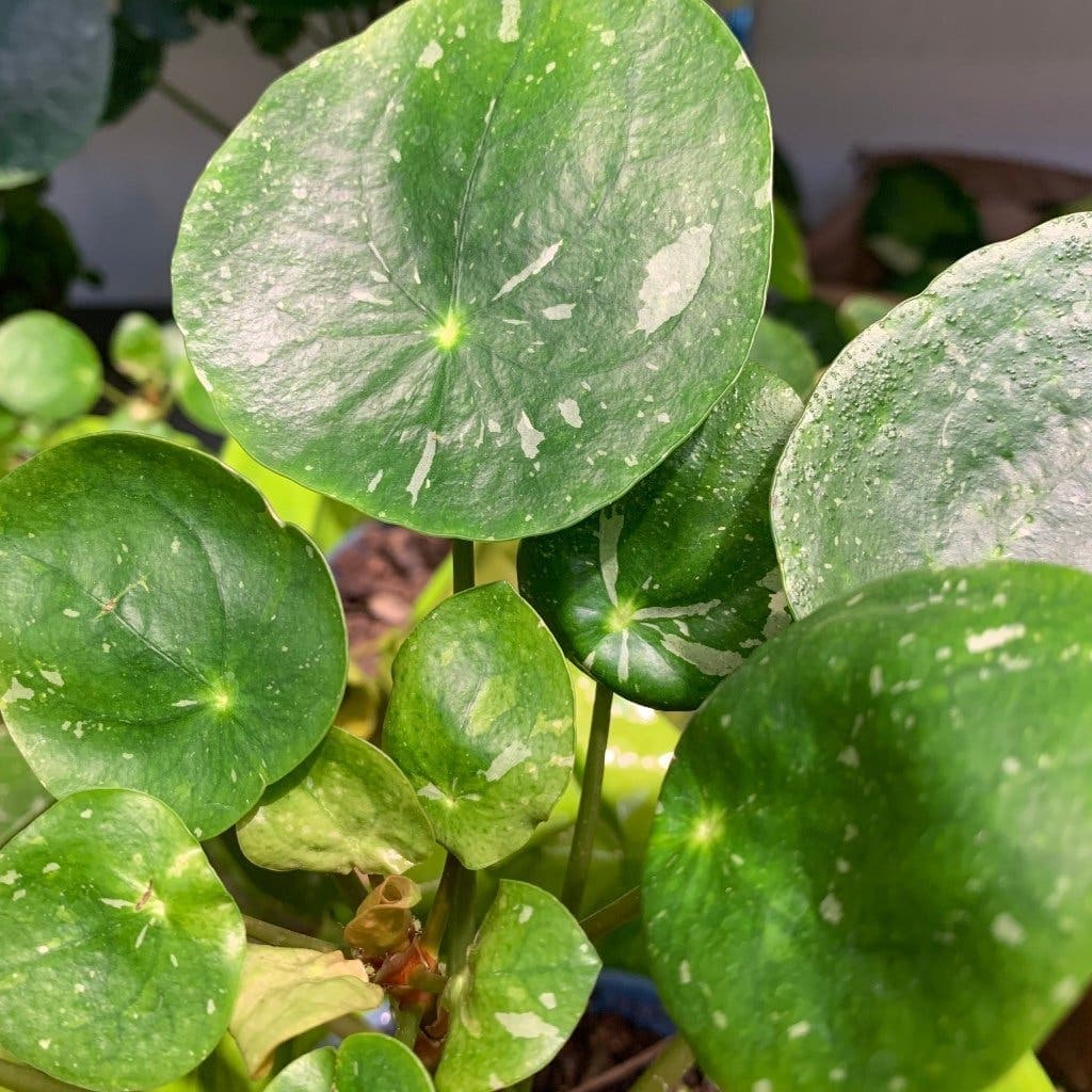 Elefantöra Variegata – Parasollpilea (Pilea peperomioides)