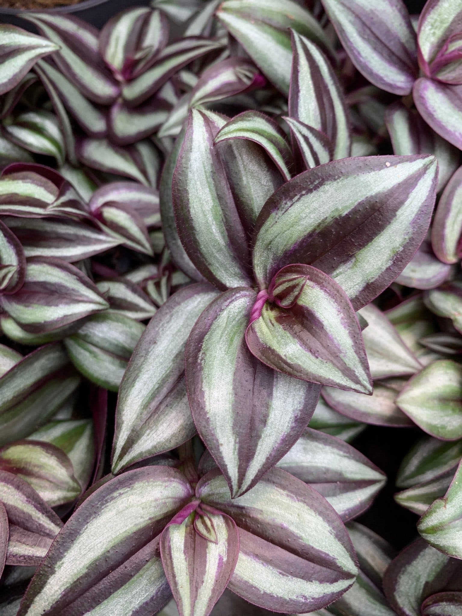 3 sticklingar av tradescantia Zebrablad