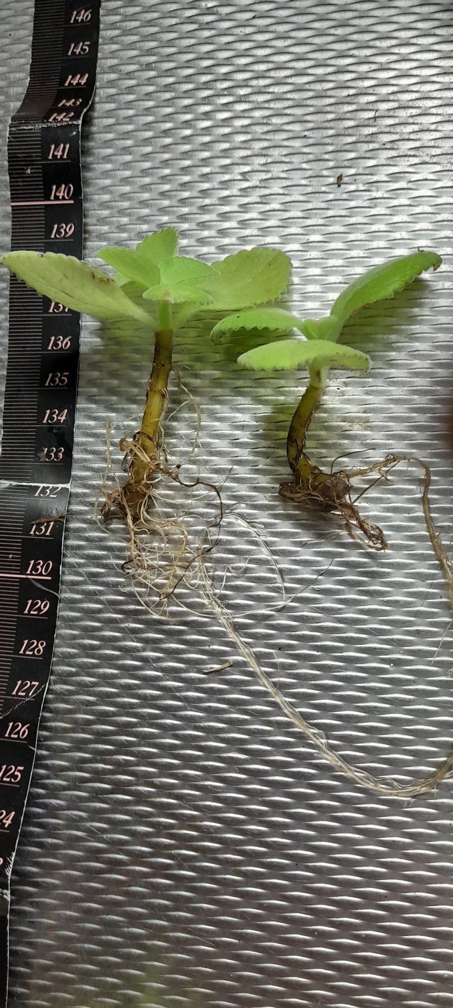 Två rotade sticklingar, kubansk oregano Plectranthus amboinicus