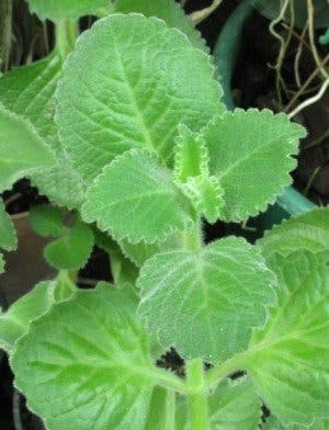 Två rotade sticklingar, kubansk oregano Plectranthus amboinicus