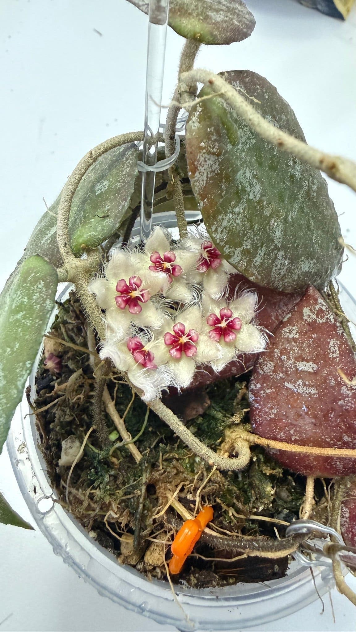 Hoya caudata sumatra, rotad stickling