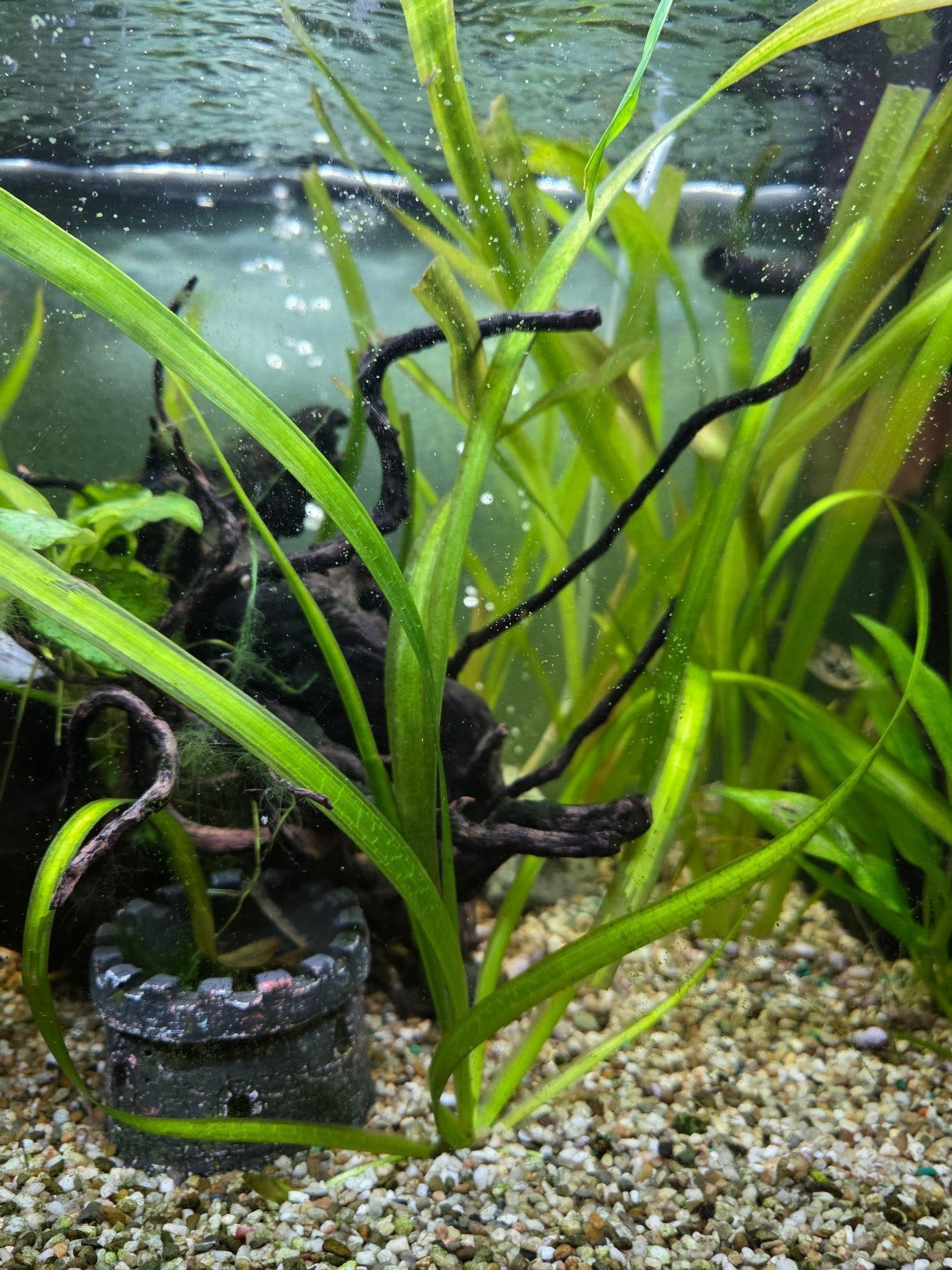 Vallisneria Spiralis Akvarieväxter