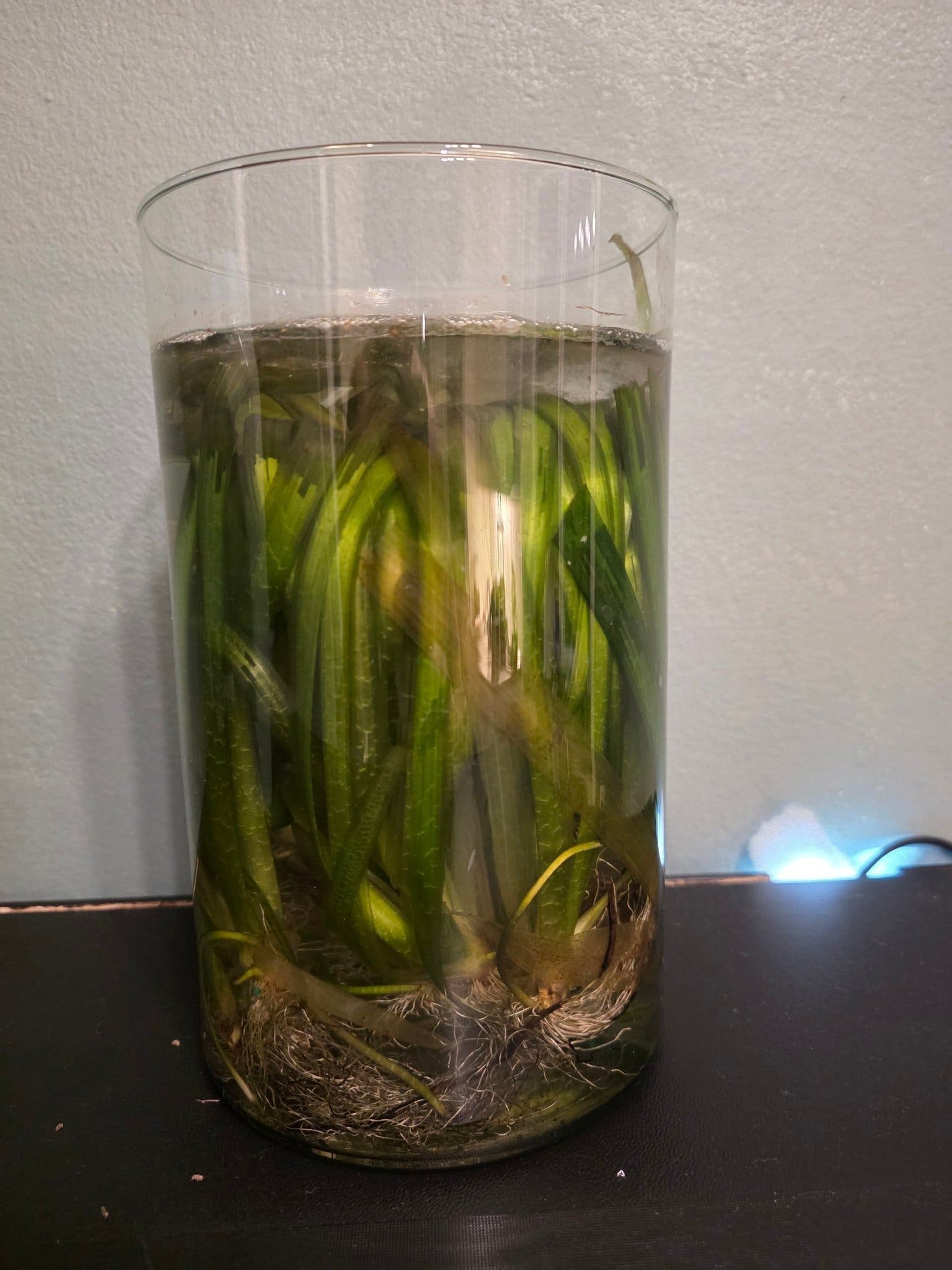 Vallisneria Spiralis Akvarieväxter