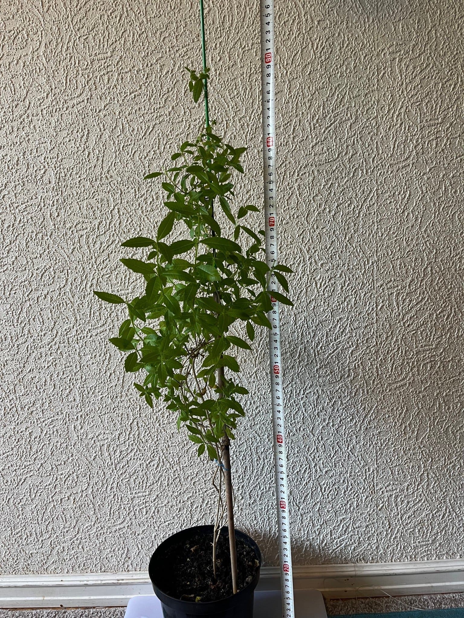 Citronverbena - Aloysia citrodora