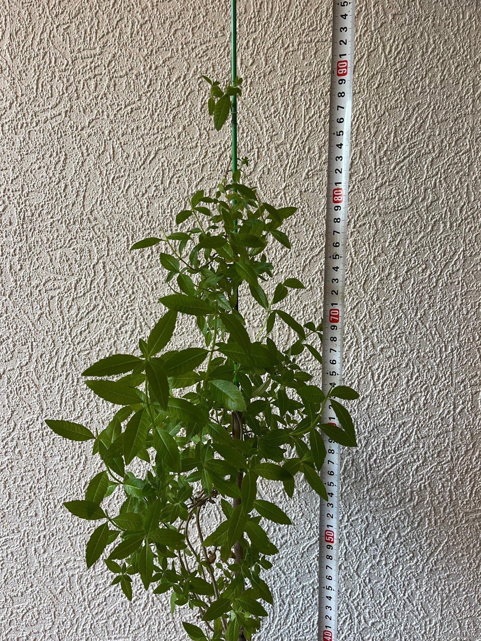Citronverbena - Aloysia citrodora