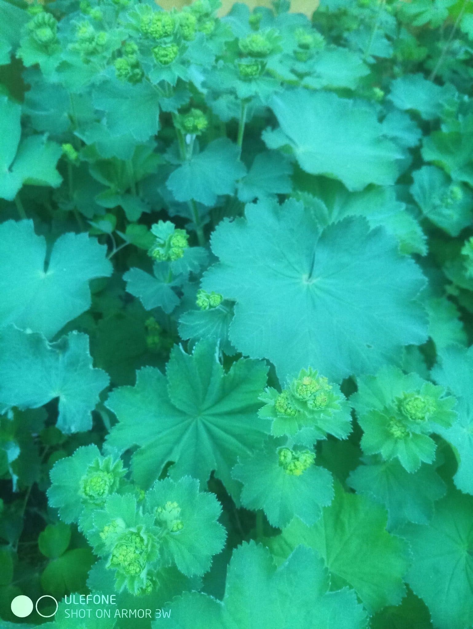 Jättedaggkåpa - tre STORA plantor, Alchemilla Mollis