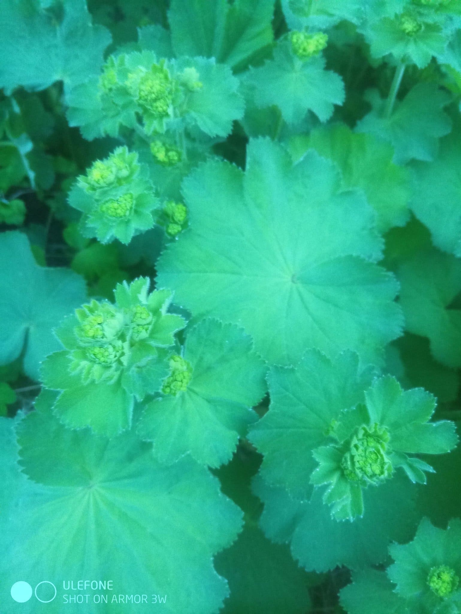 Jättedaggkåpa - tre STORA plantor, Alchemilla Mollis