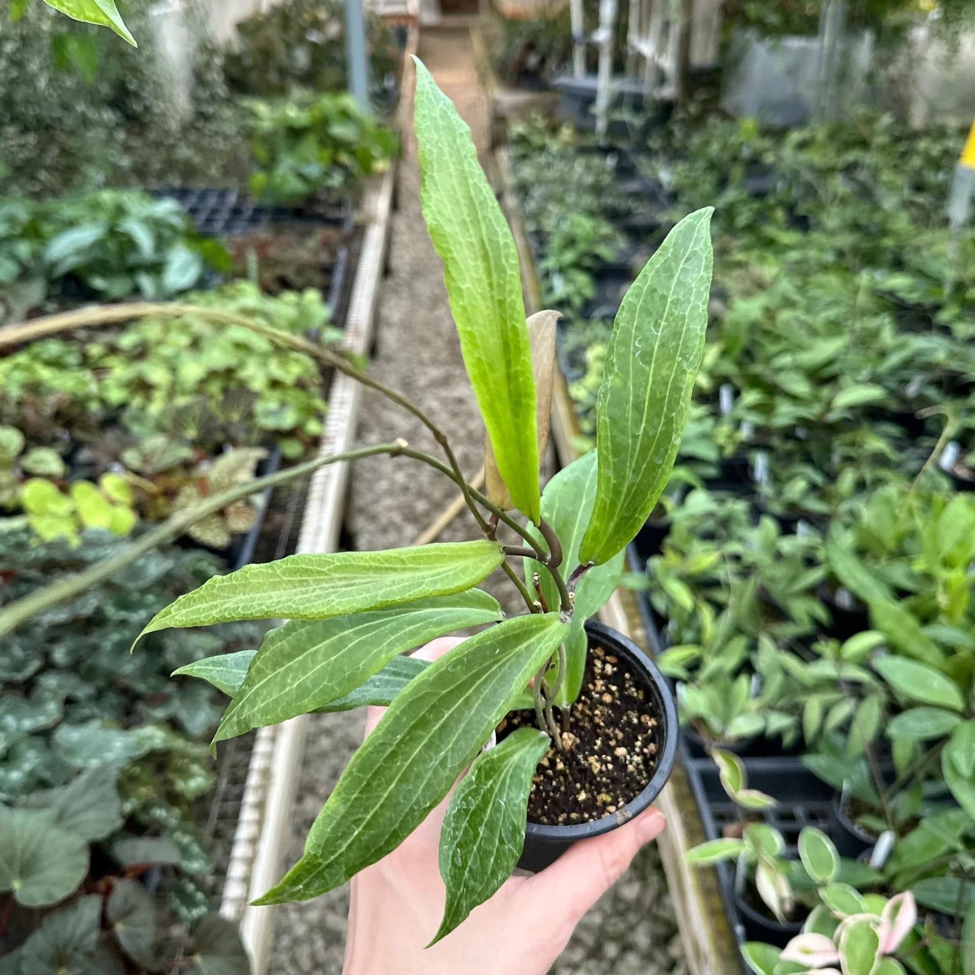 Hoya sp. benvergarai
