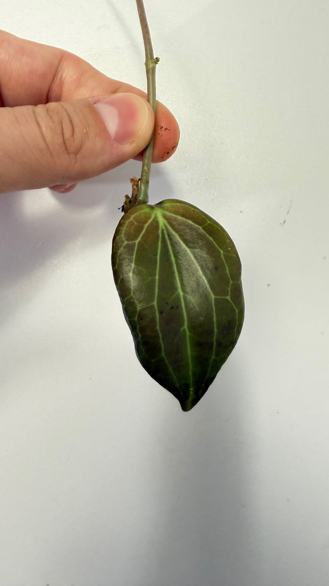 Hoya sp. benvergarai