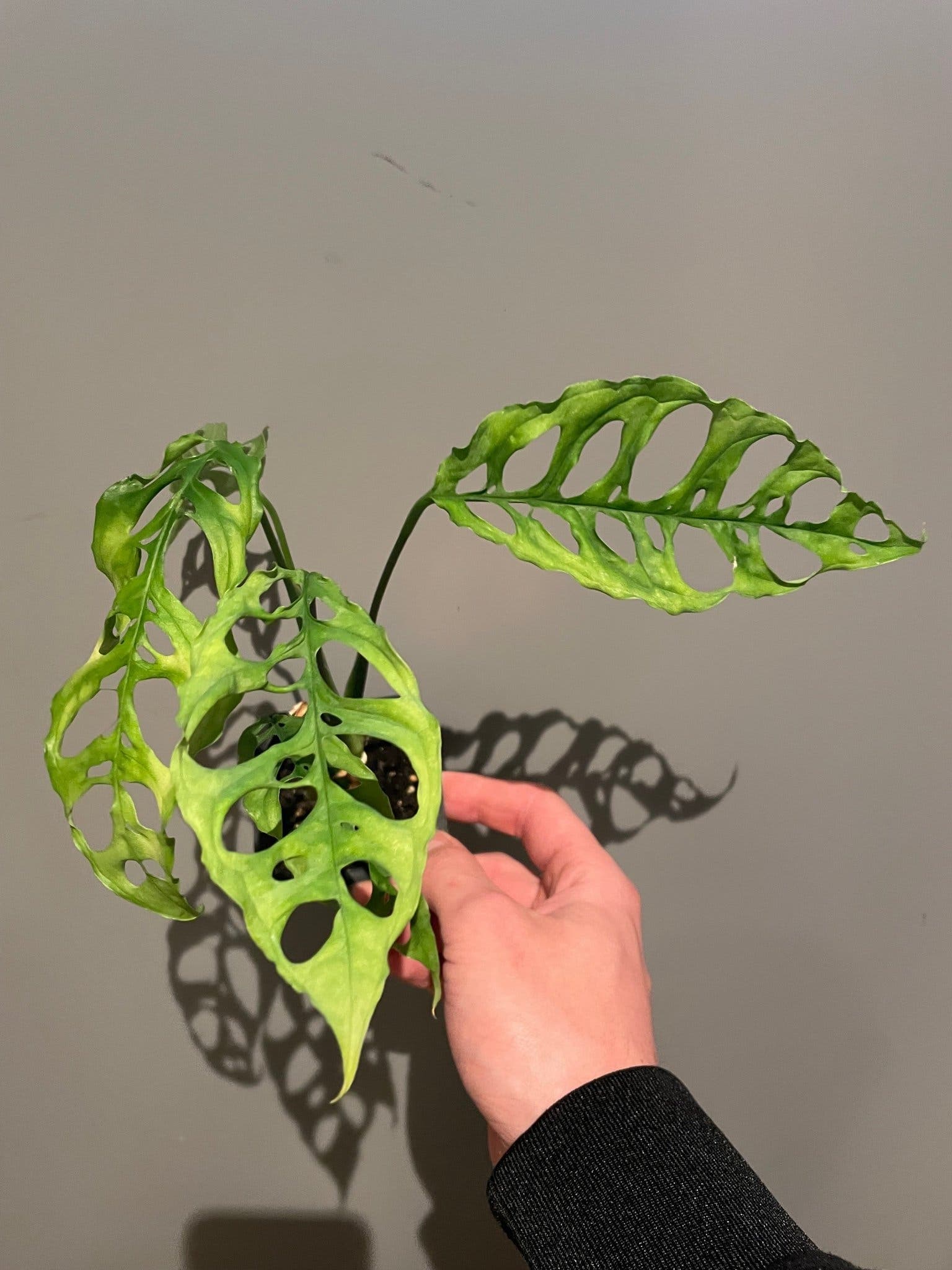 Monstera Peru