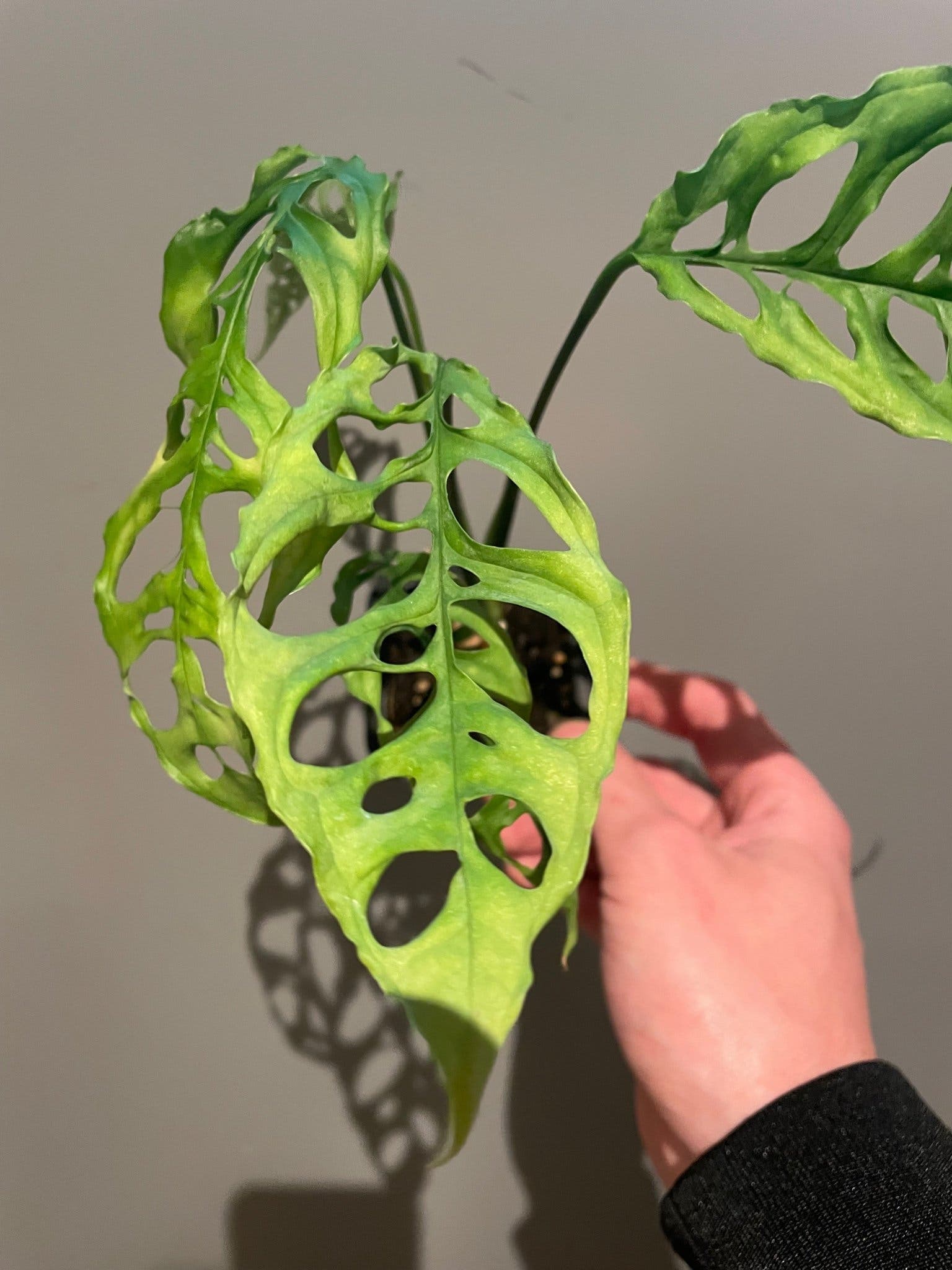 Monstera Peru