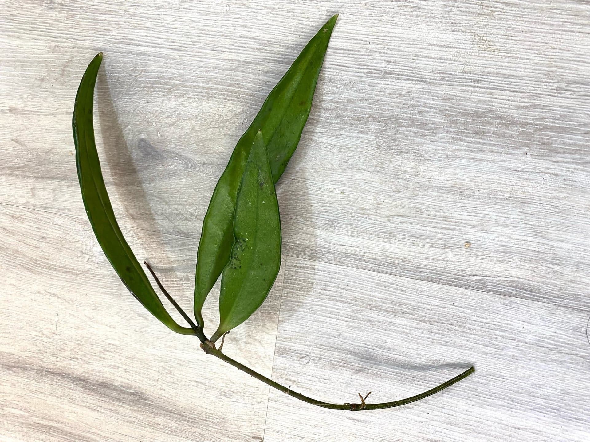 Hoya sulawesiana