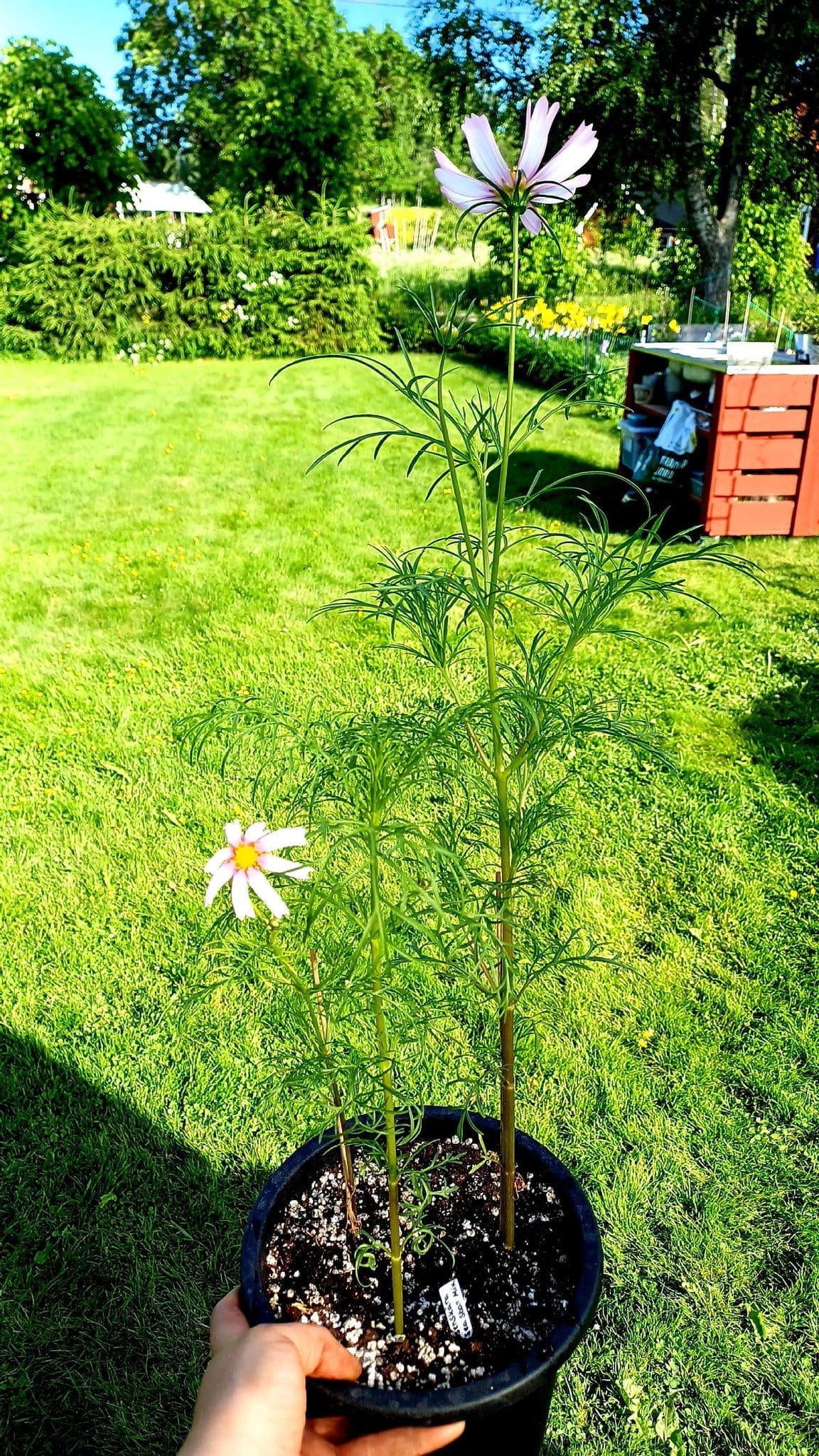 Rosenskära Sea Star mix plantor