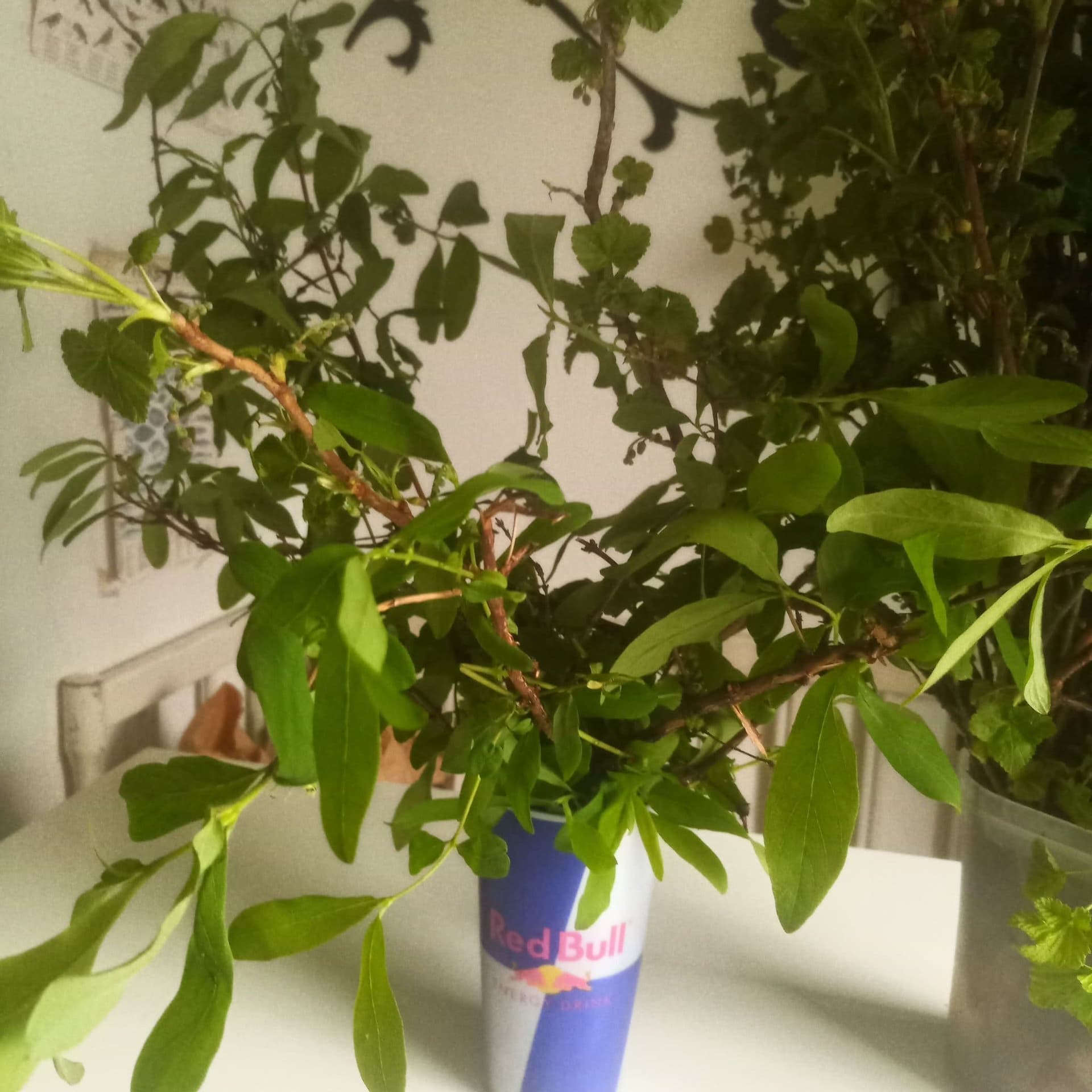 Blåbärstry/majbär, sex skott, ger goda blå bär och vackra blommor!