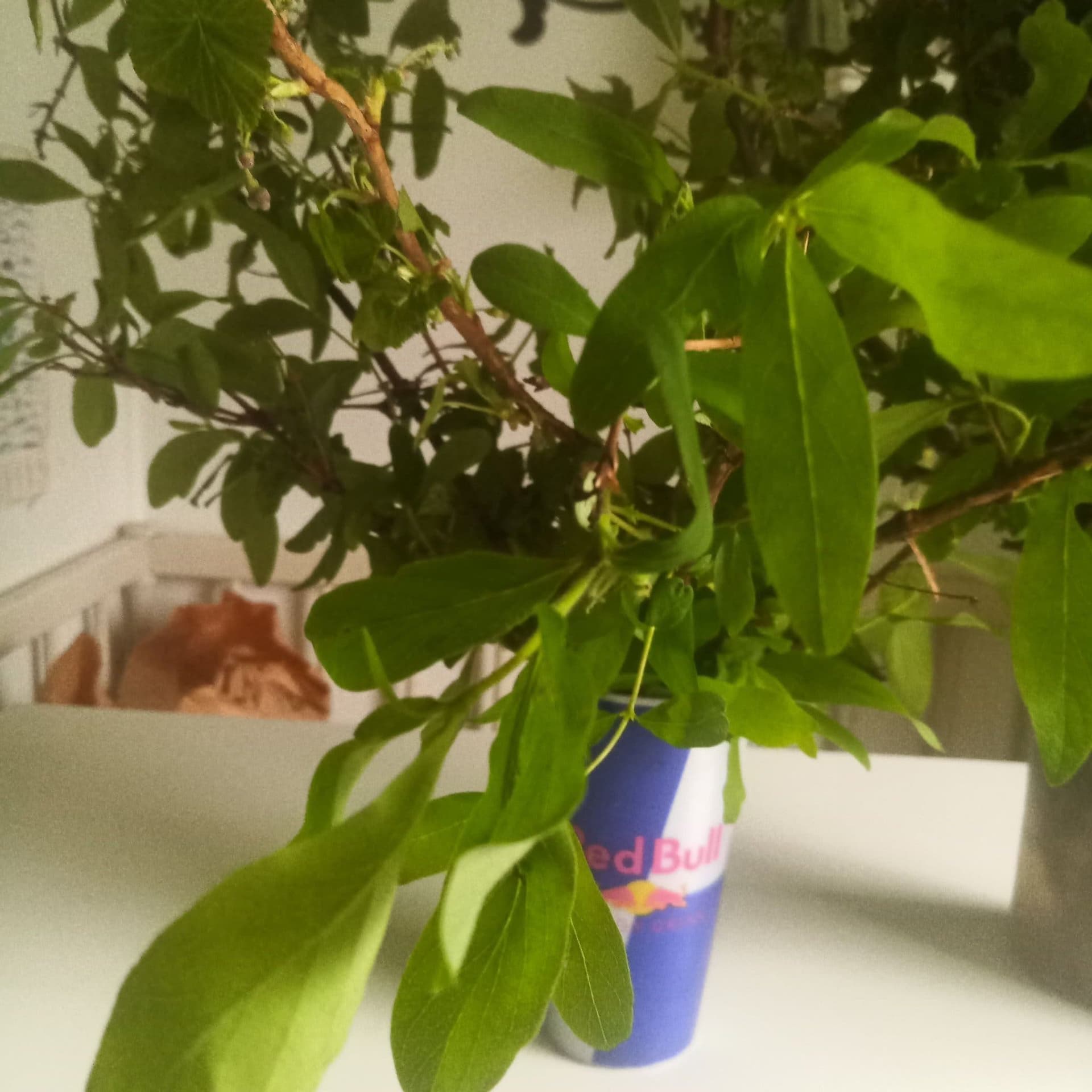 Blåbärstry/majbär, sex skott, ger goda blå bär och vackra blommor!