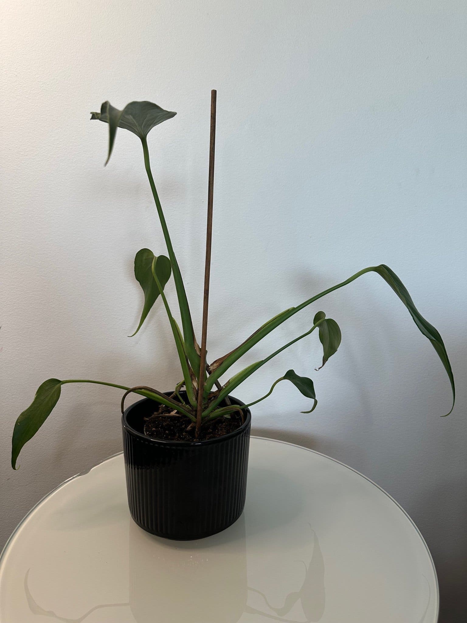 Monstera burle Marx flame