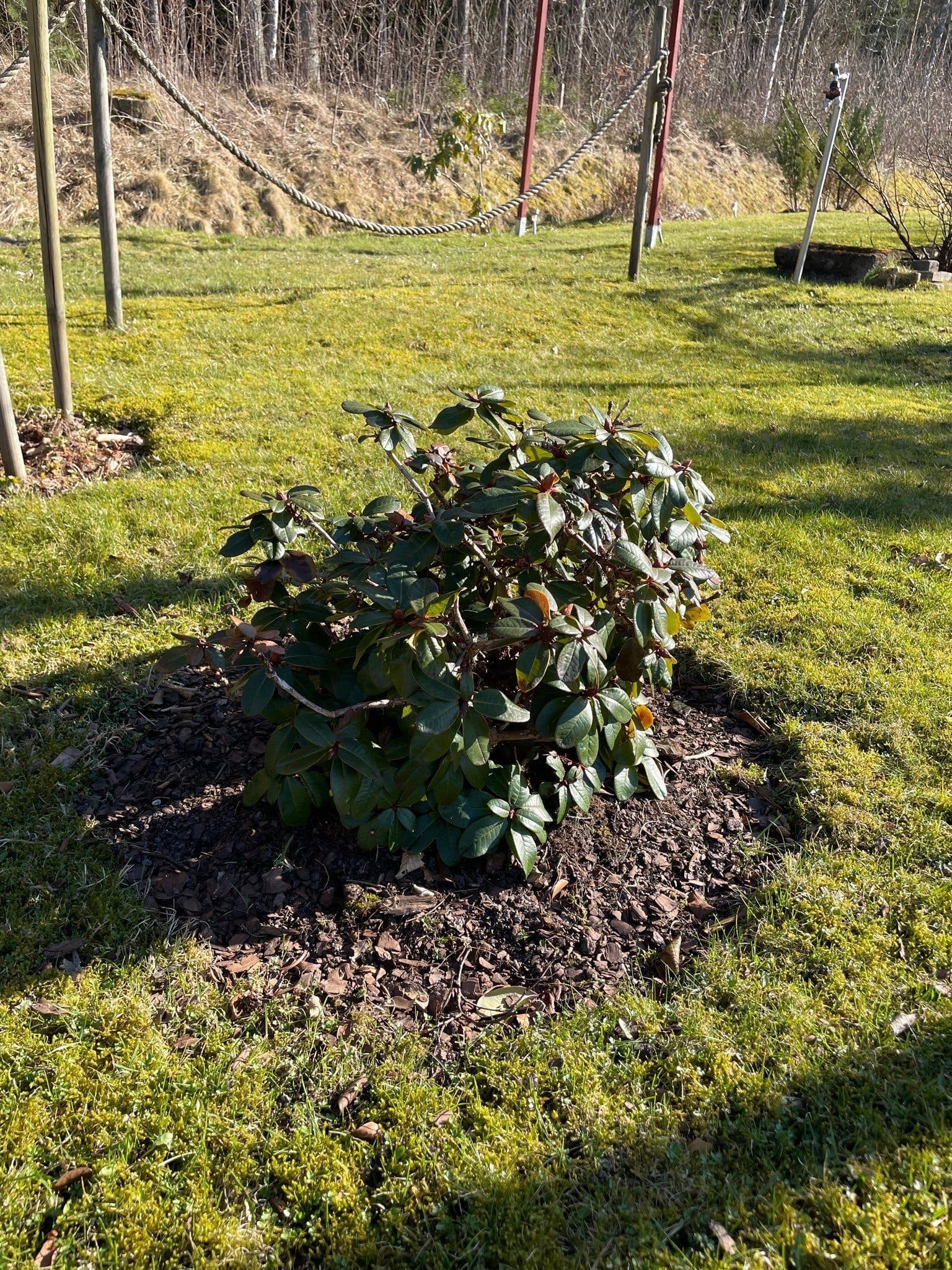 Röd Rododendron 50 cm hög