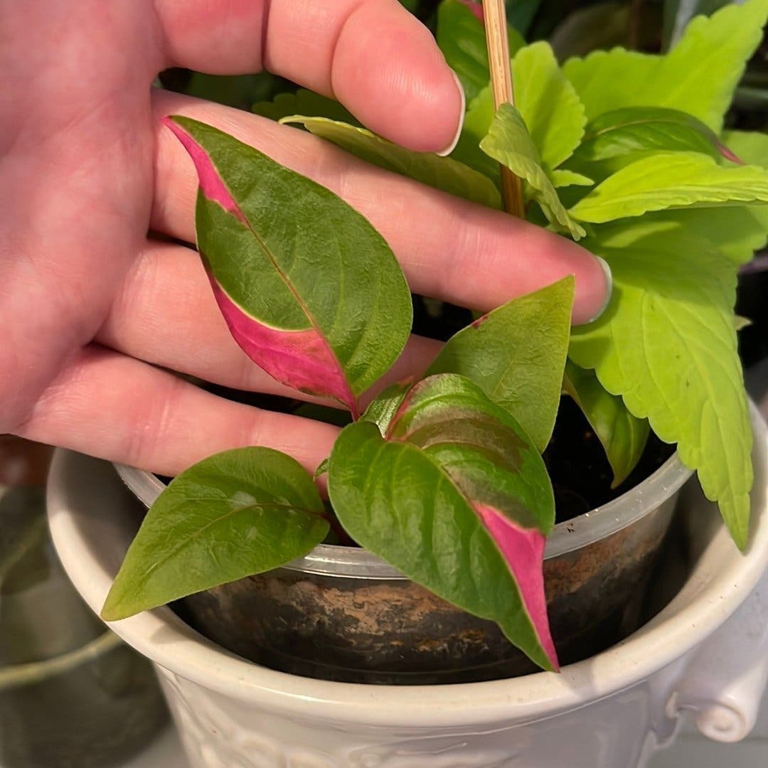 Alternanthera ficoidea 'Partytime', Papegojblad