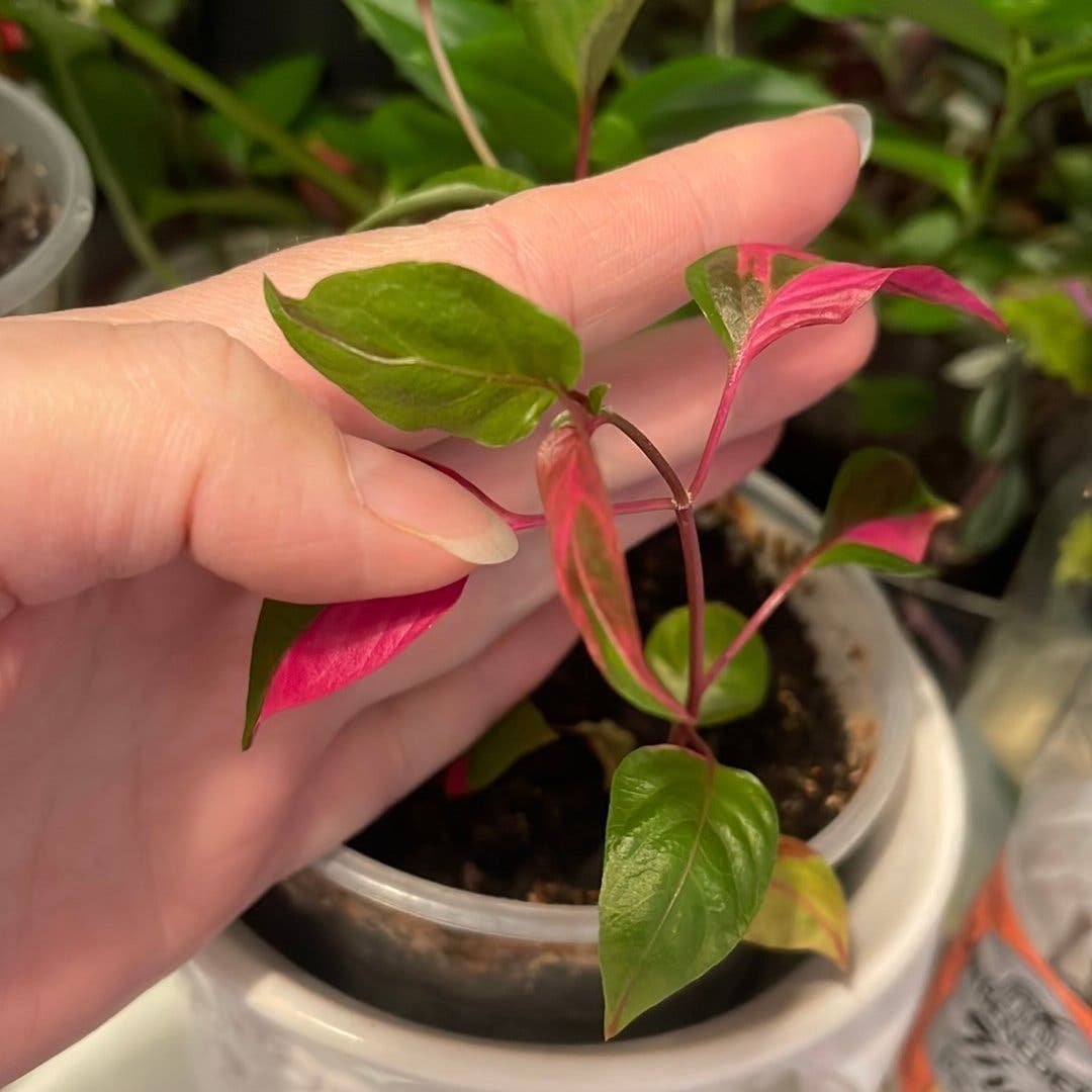 Alternanthera ficoidea 'Partytime', Papegojblad