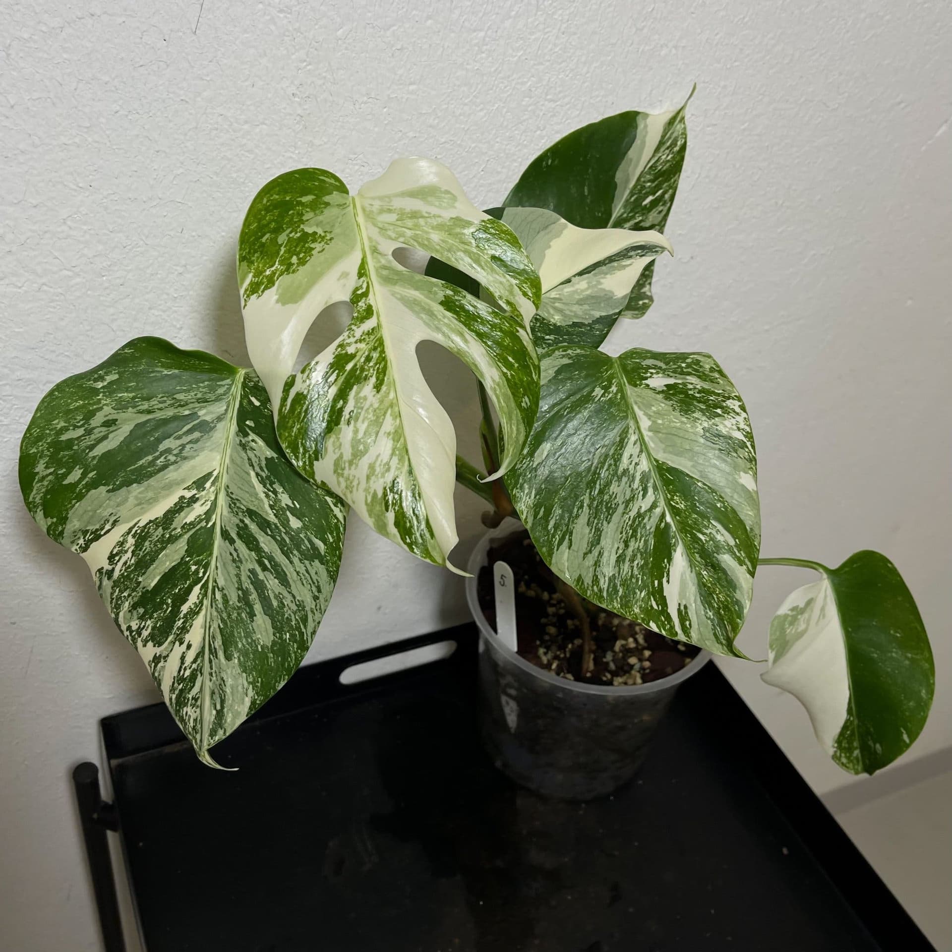 Monstera deliciosa Albo variegata, small form