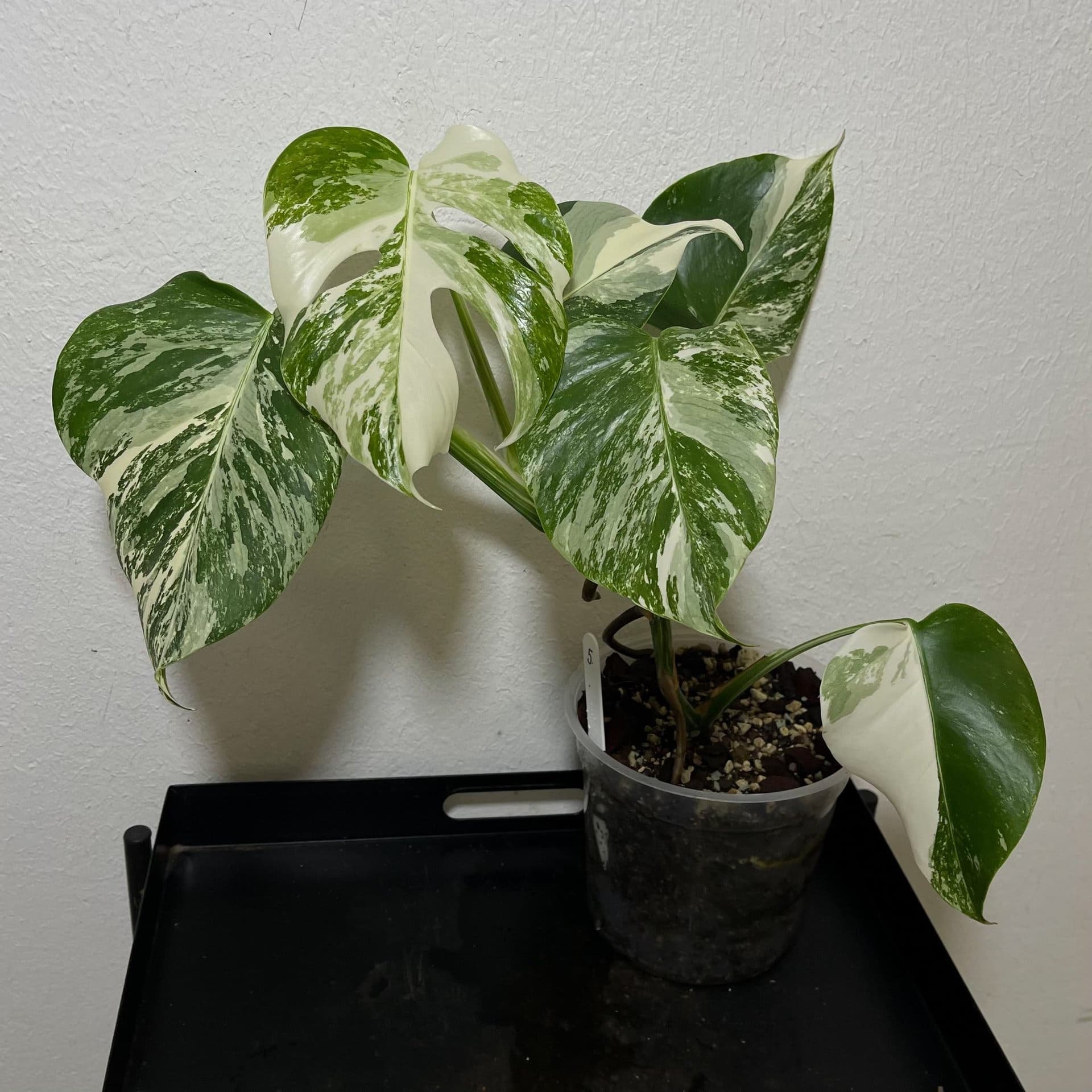 Monstera deliciosa Albo variegata, small form
