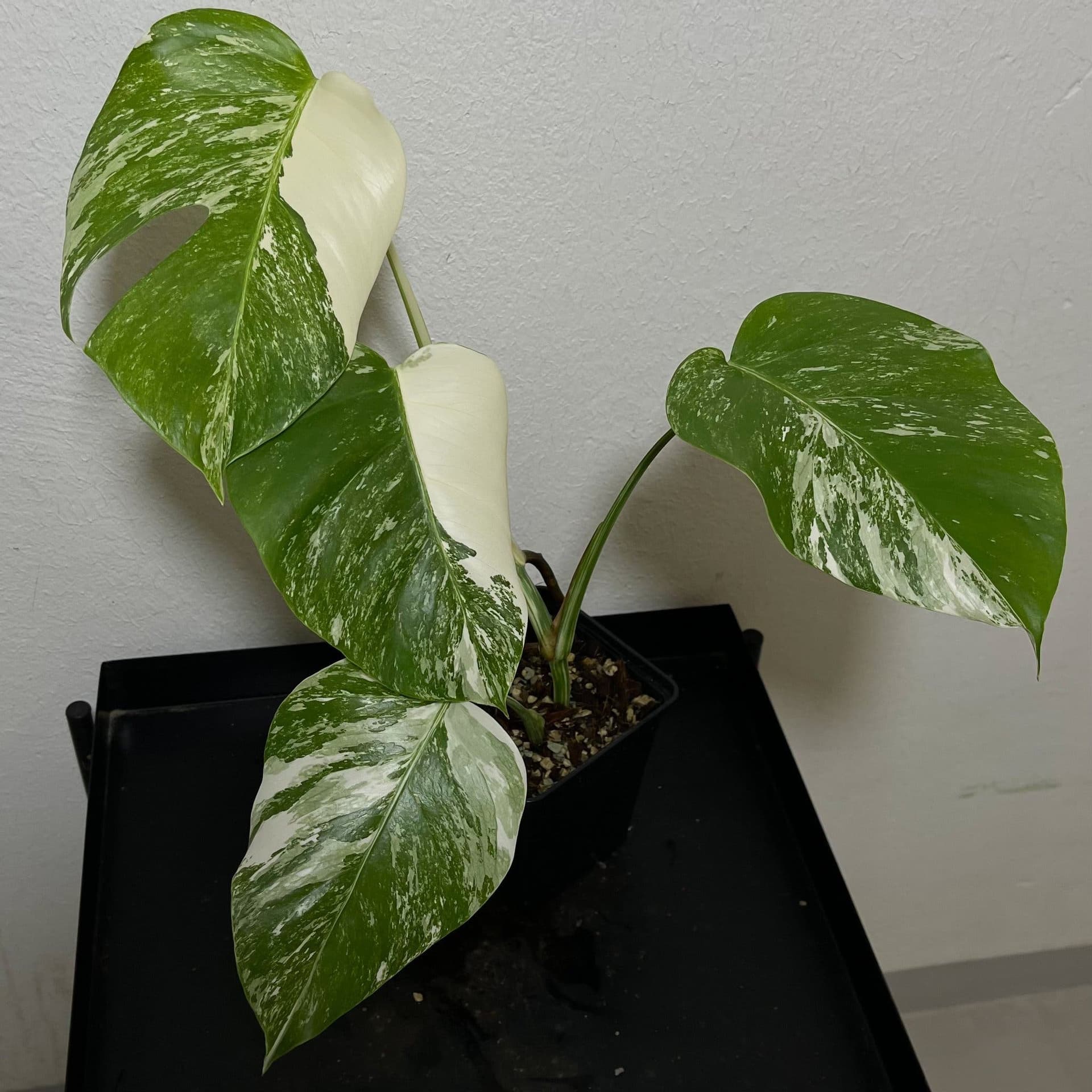 Monstera deliciosa Albo variegata, small form