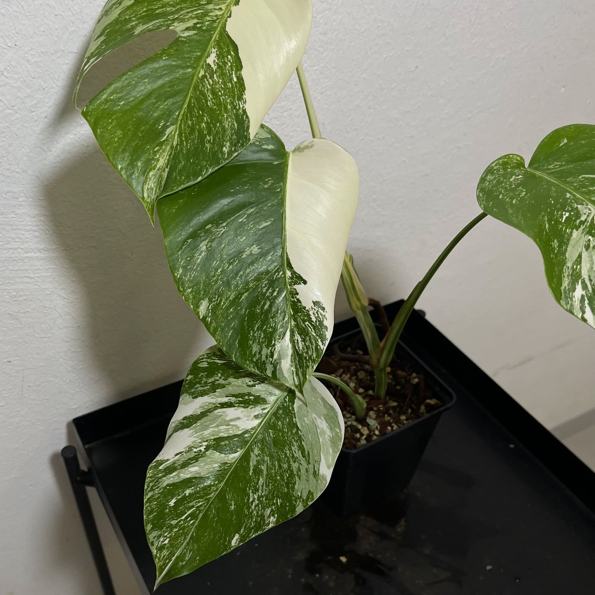 Monstera deliciosa Albo variegata, small form