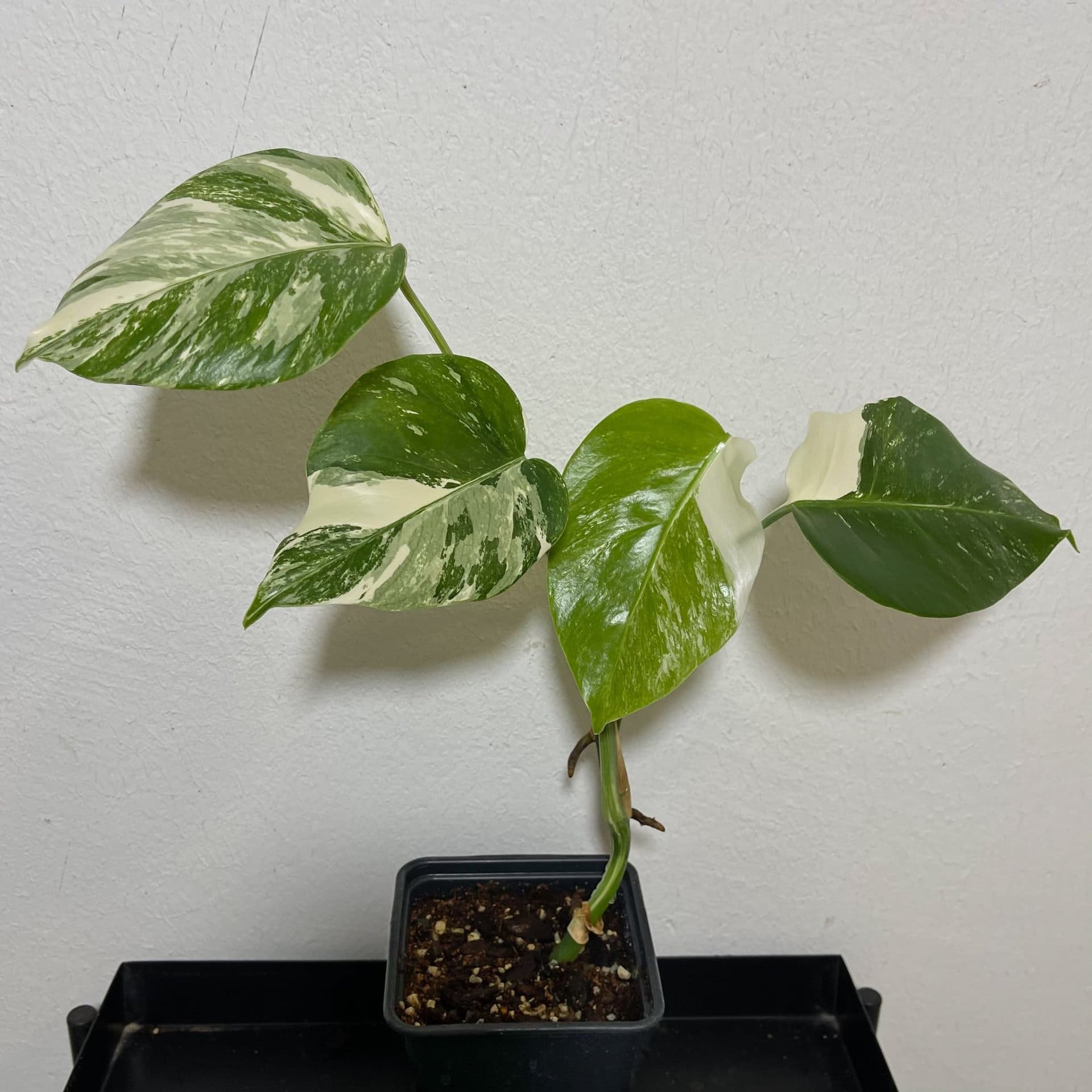 Monstera deliciosa Albo variegata, small form