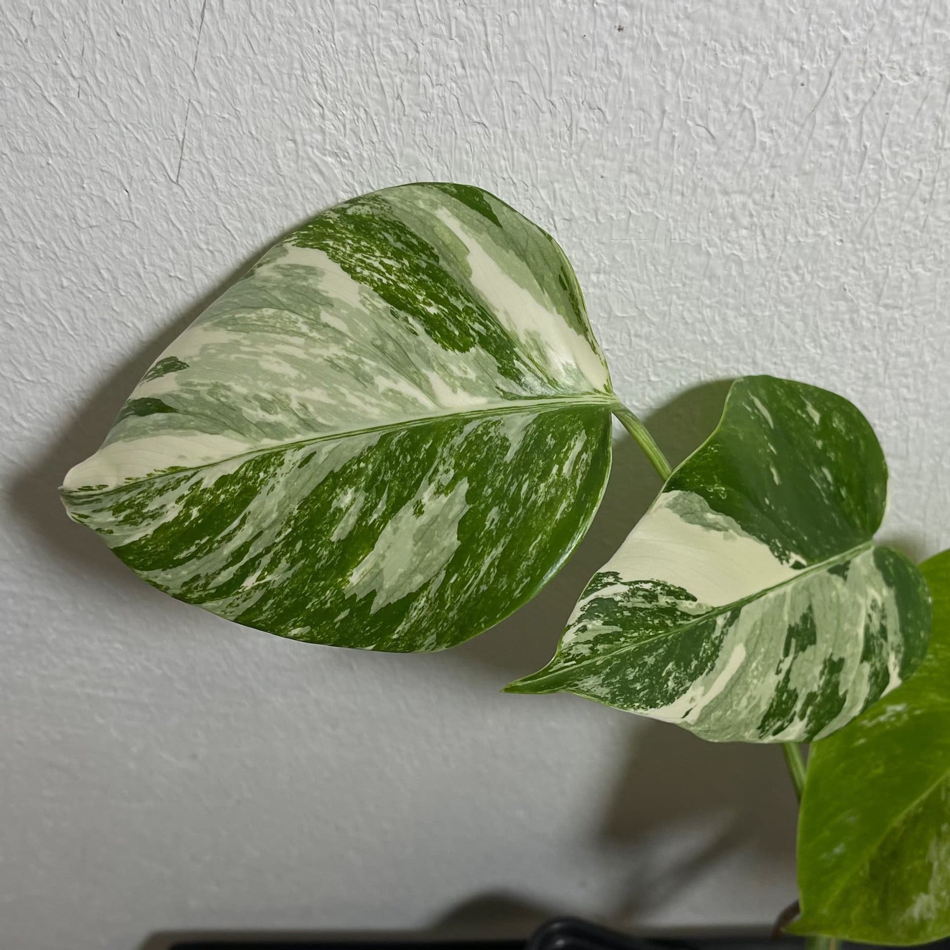 Monstera deliciosa Albo variegata, small form