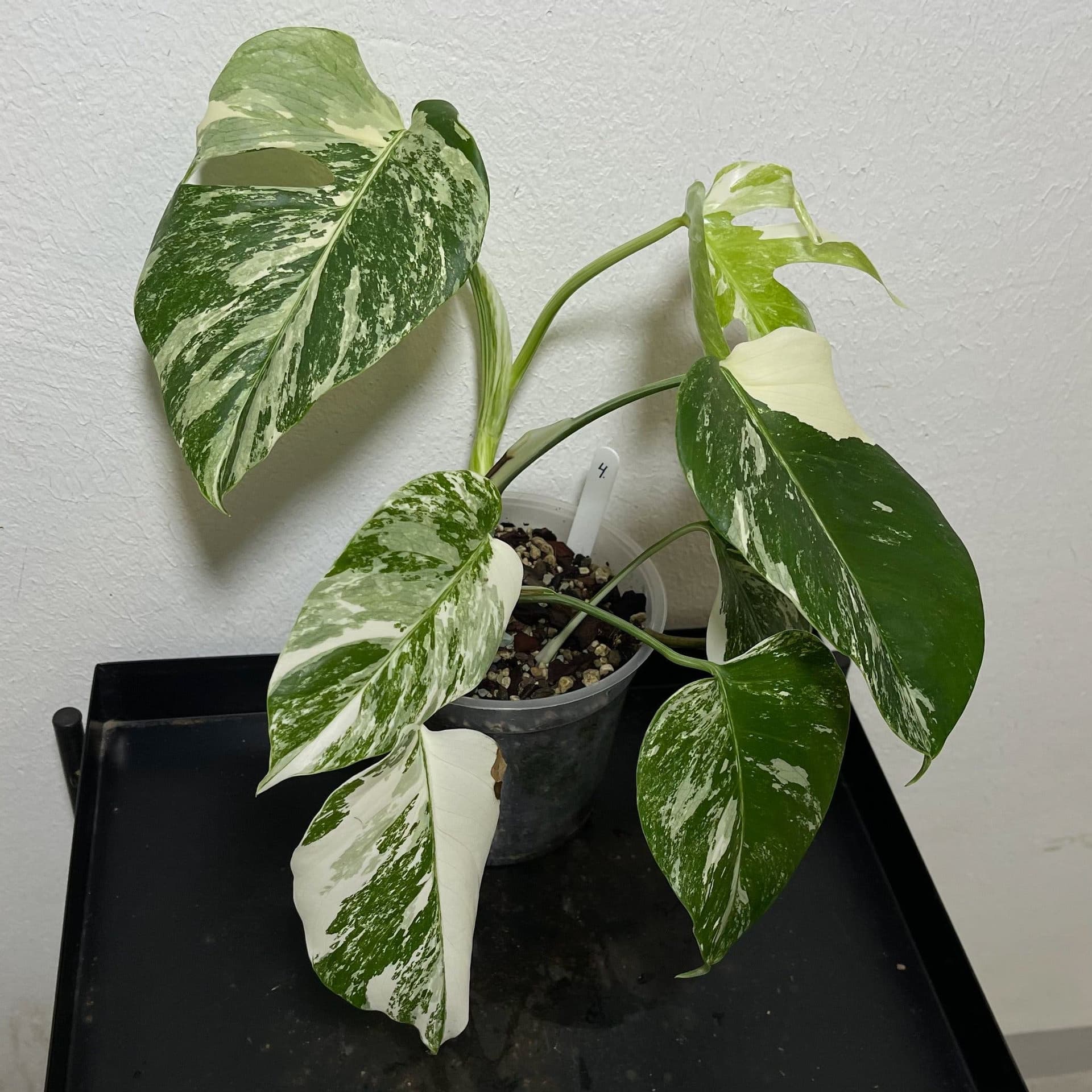 Monstera deliciosa Albo variegata, small form