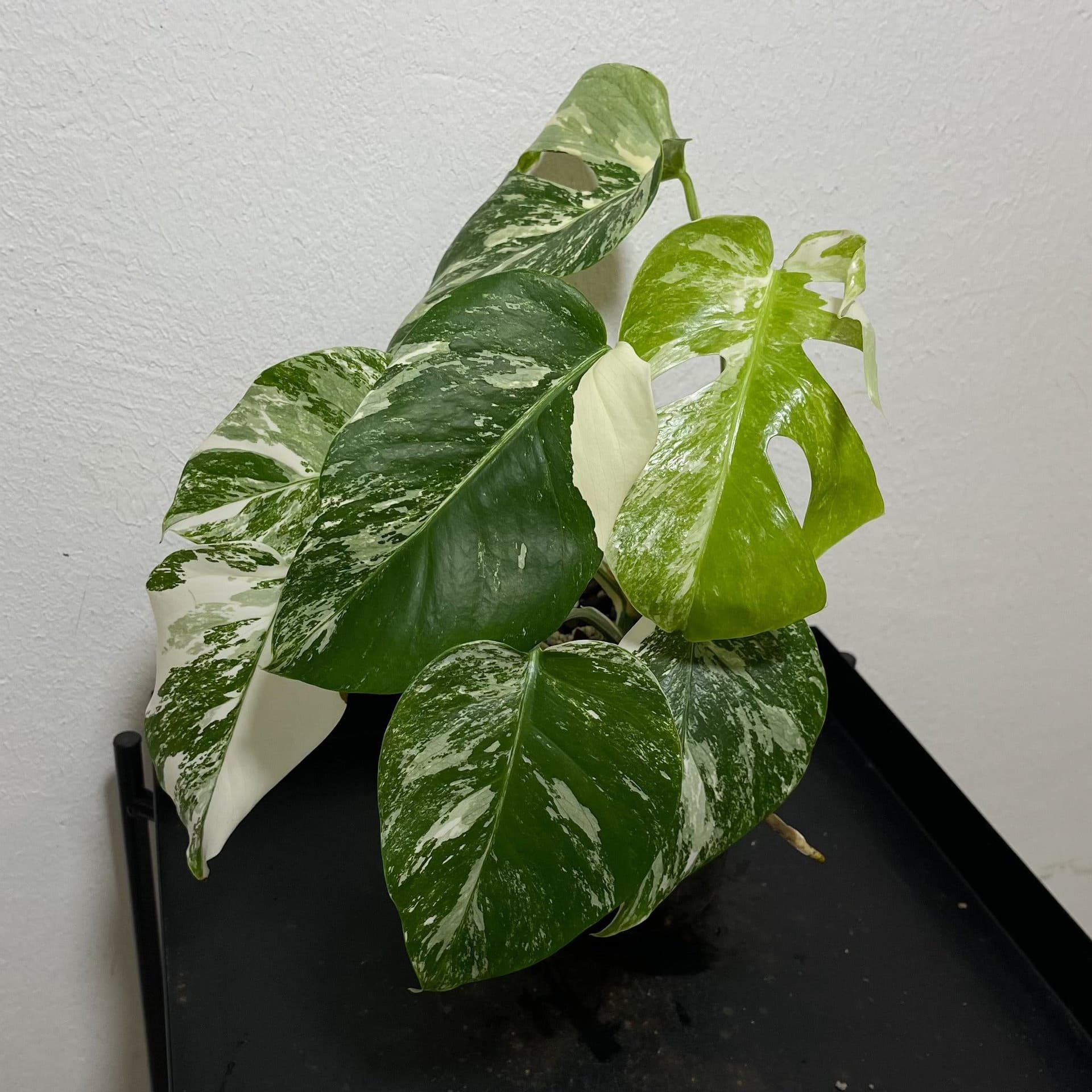 Monstera deliciosa Albo variegata, small form