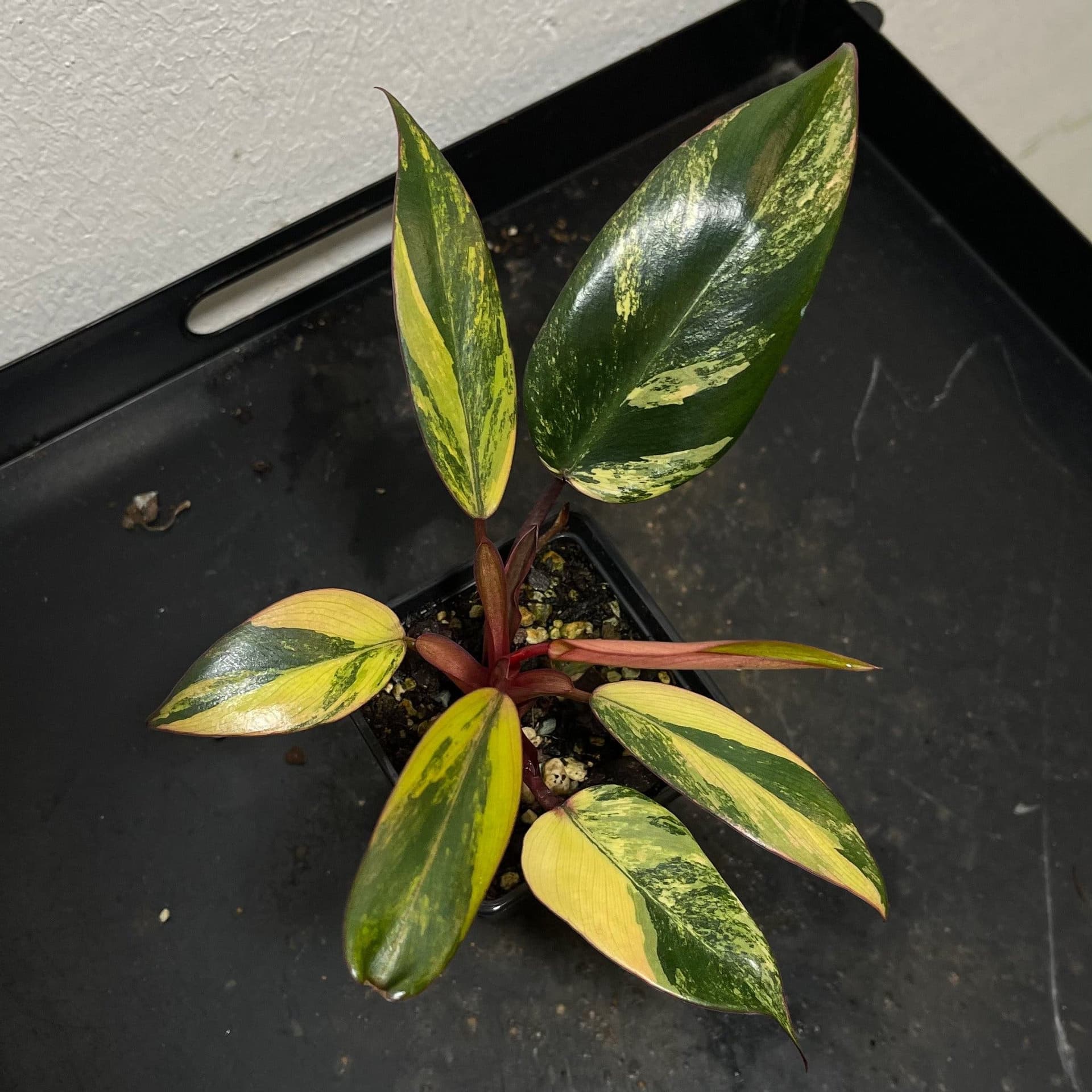 Philodendron 'Strawberry Shake'