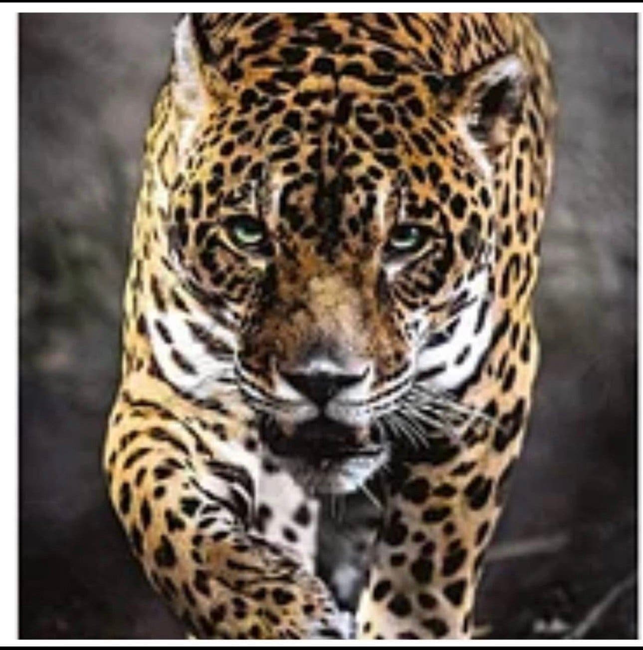 5 pack Stora Kattdjur / Diamond Painting