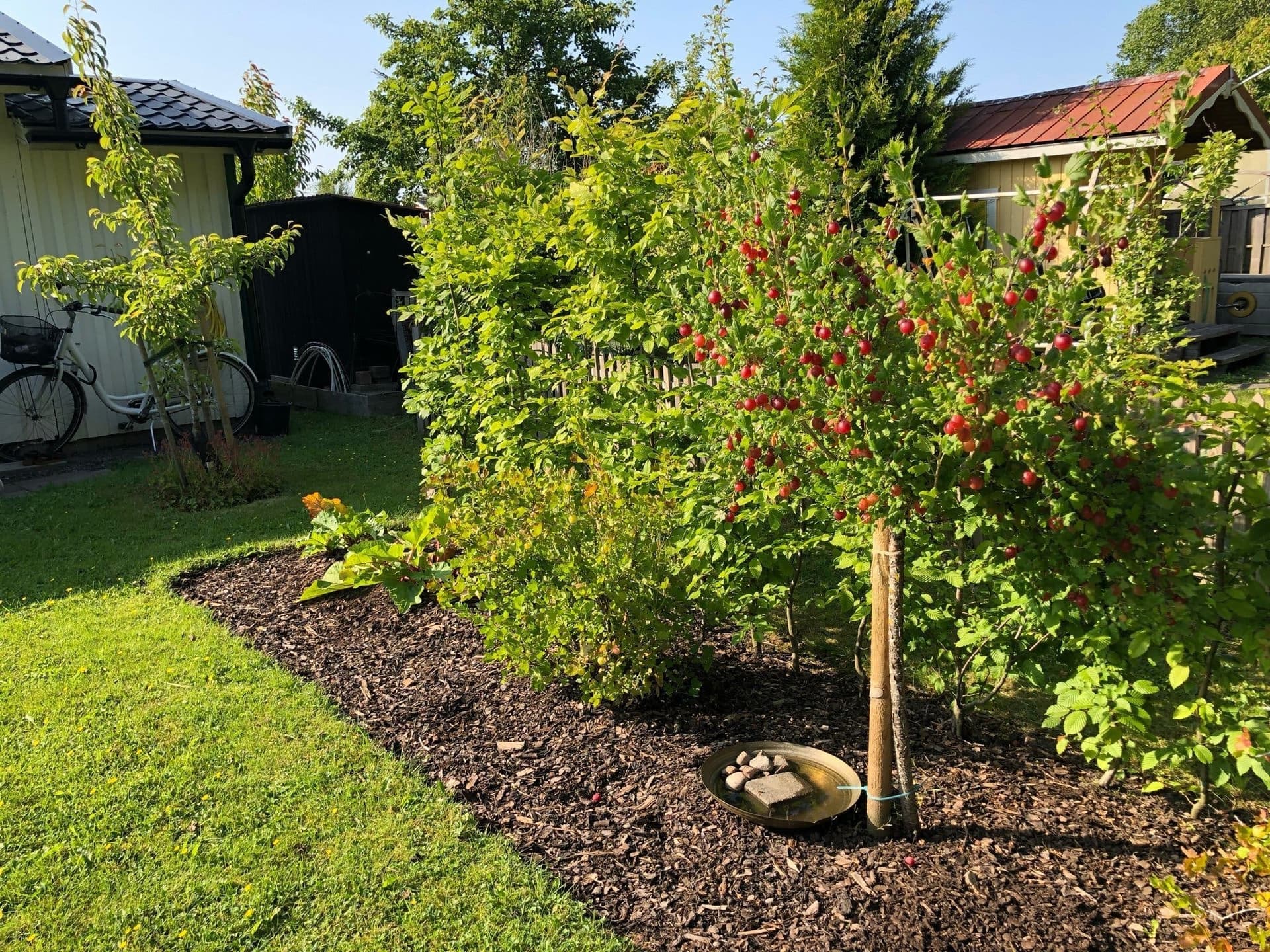 Röd krusbär på stam 160 cm hög