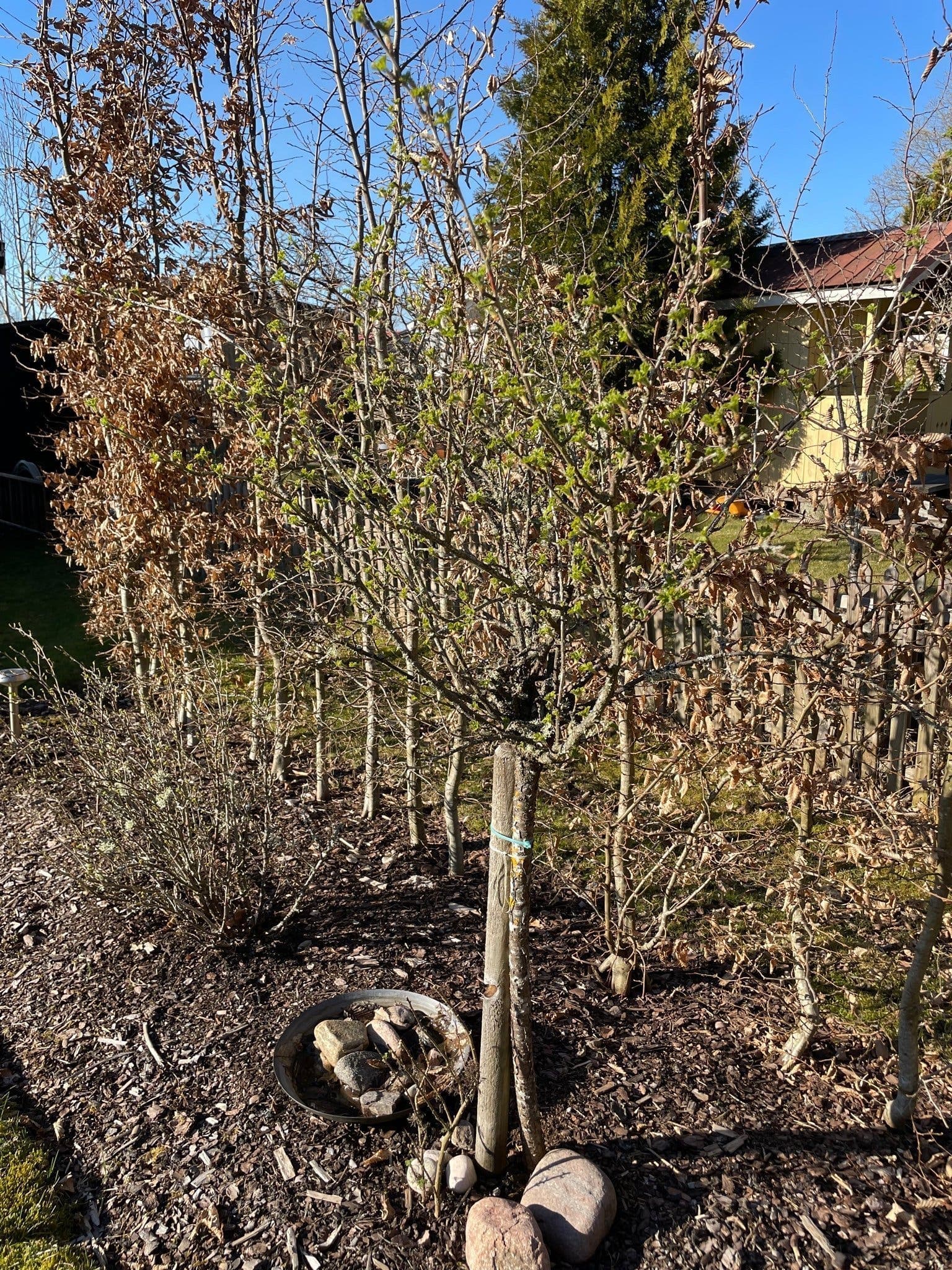 Röd krusbär på stam 160 cm hög