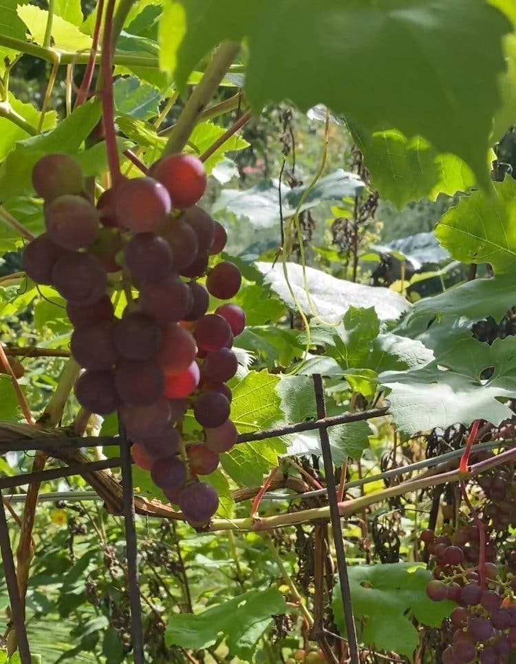 Vinranka 'Zilga' planta— 5 st