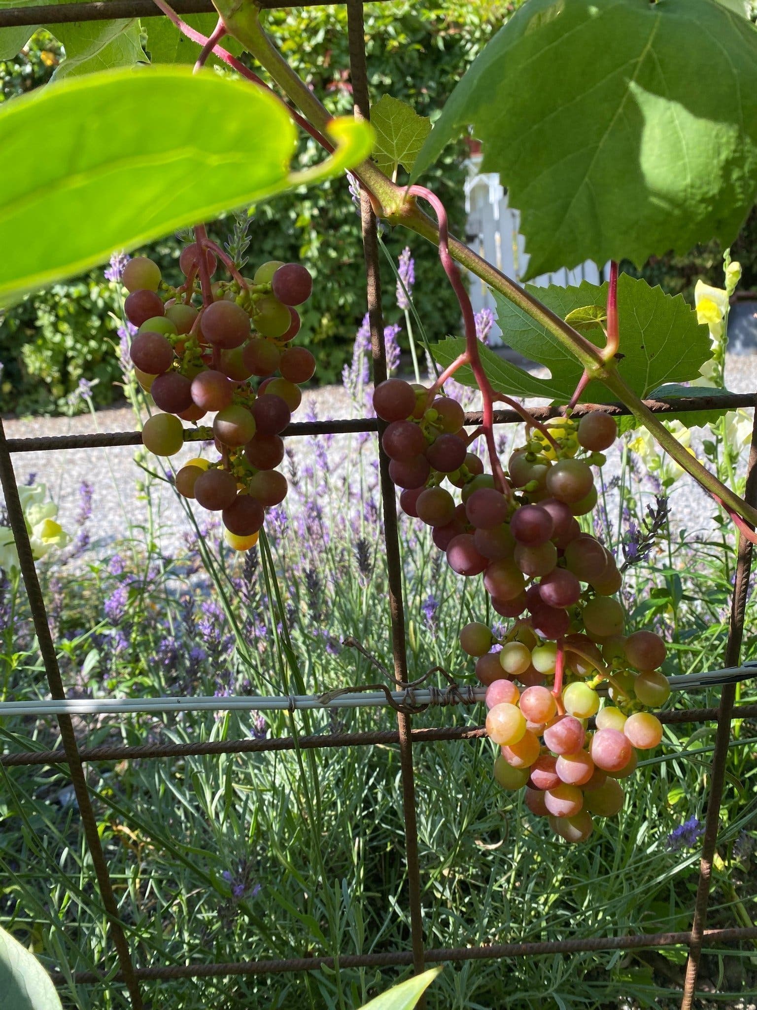 Vinranka 'Zilga' planta— 5 st
