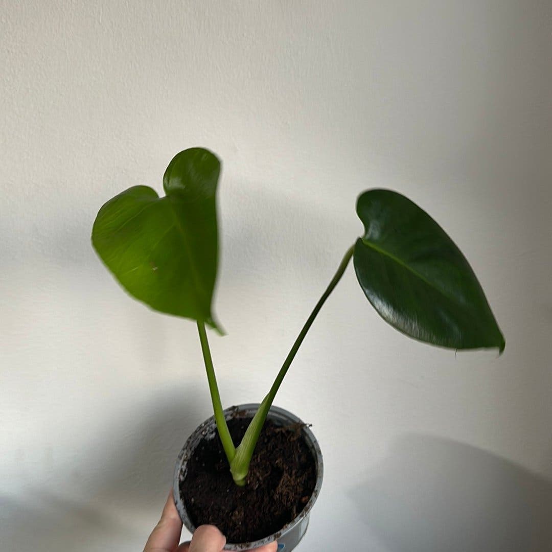 Monstera Deliciosa