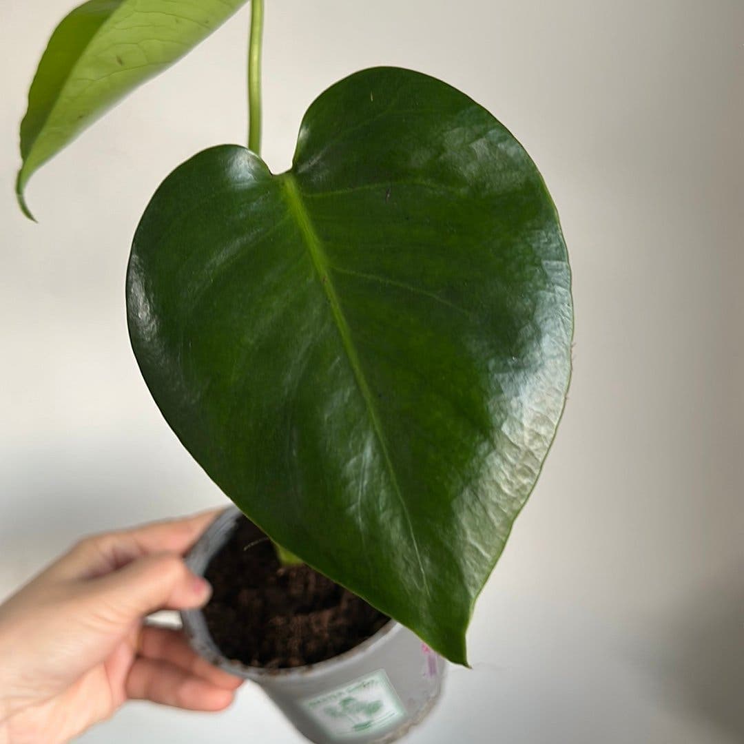 Monstera Deliciosa