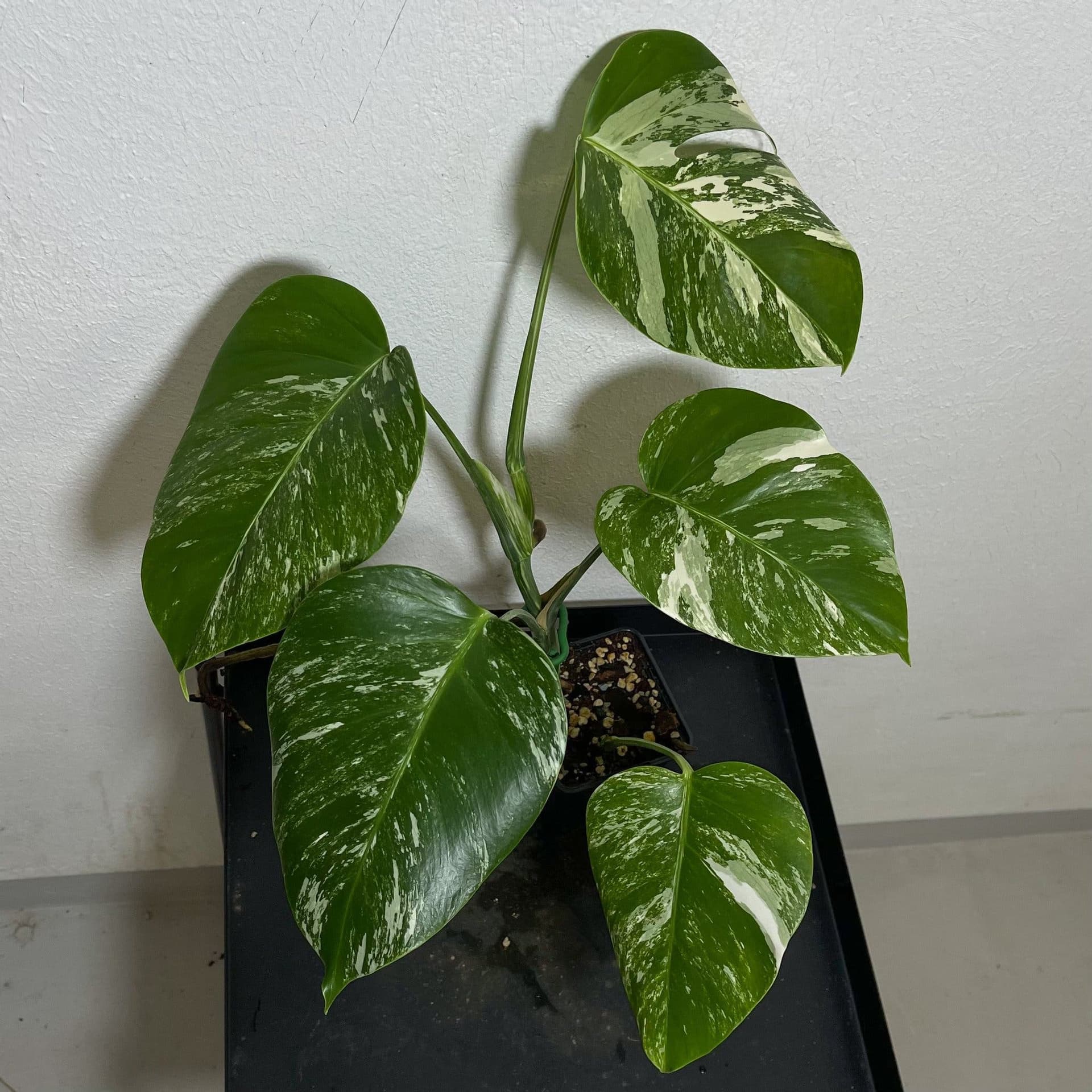 Monstera deliciosa Albo variegata, small form