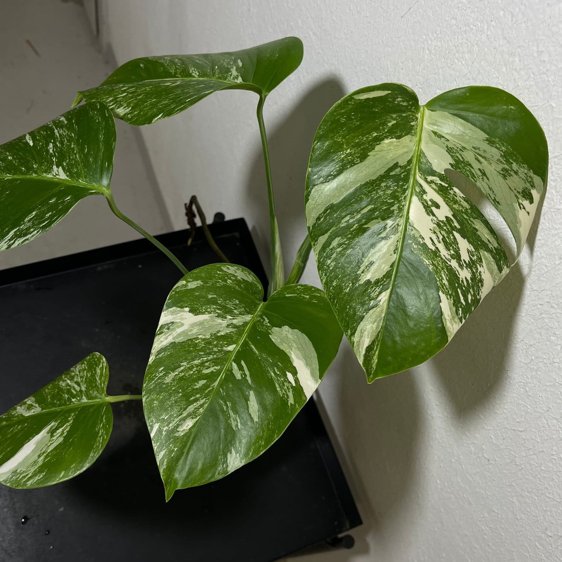Monstera deliciosa Albo variegata, small form